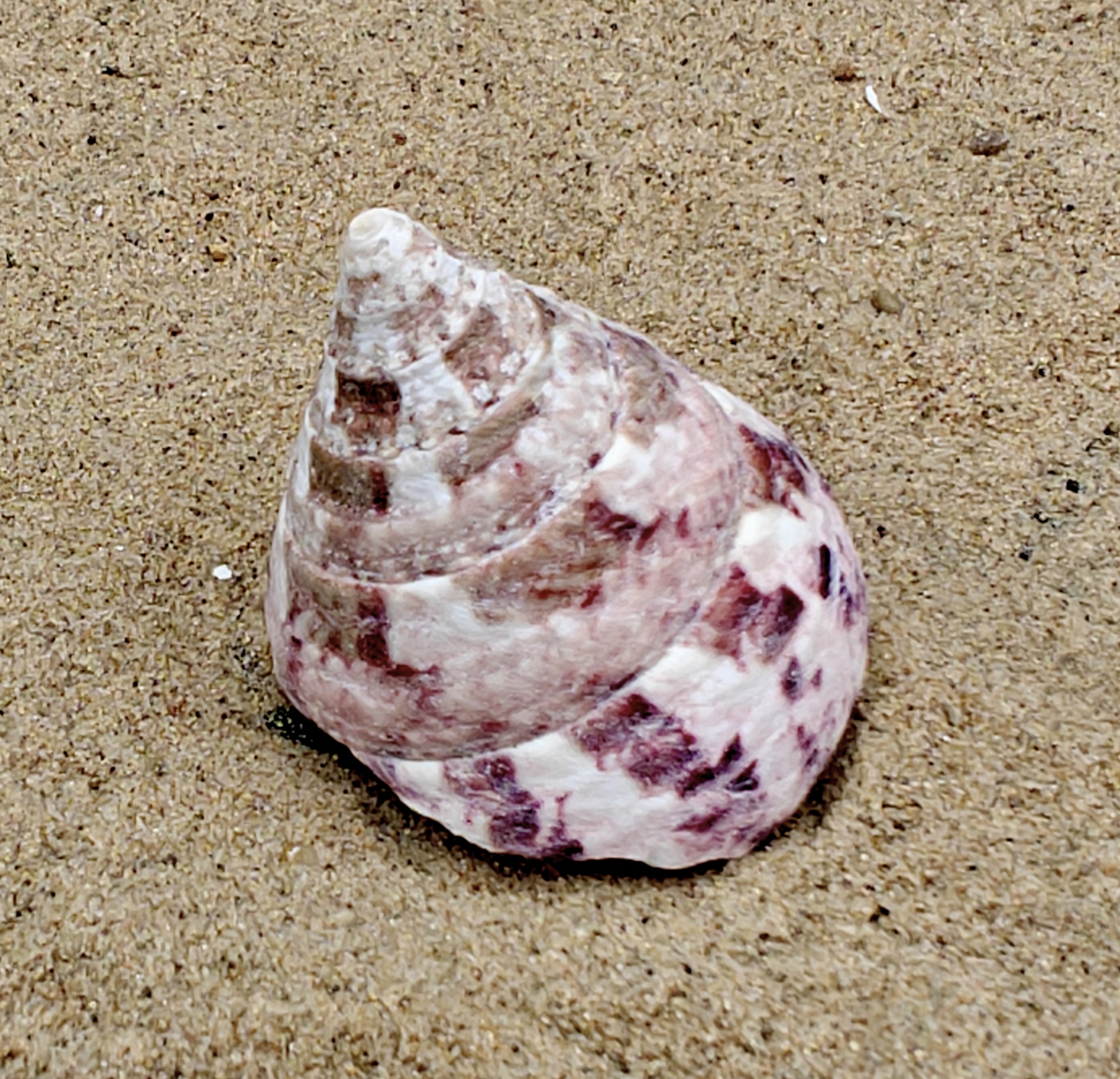 Strawberry and Cream Troca Shell (Medium)