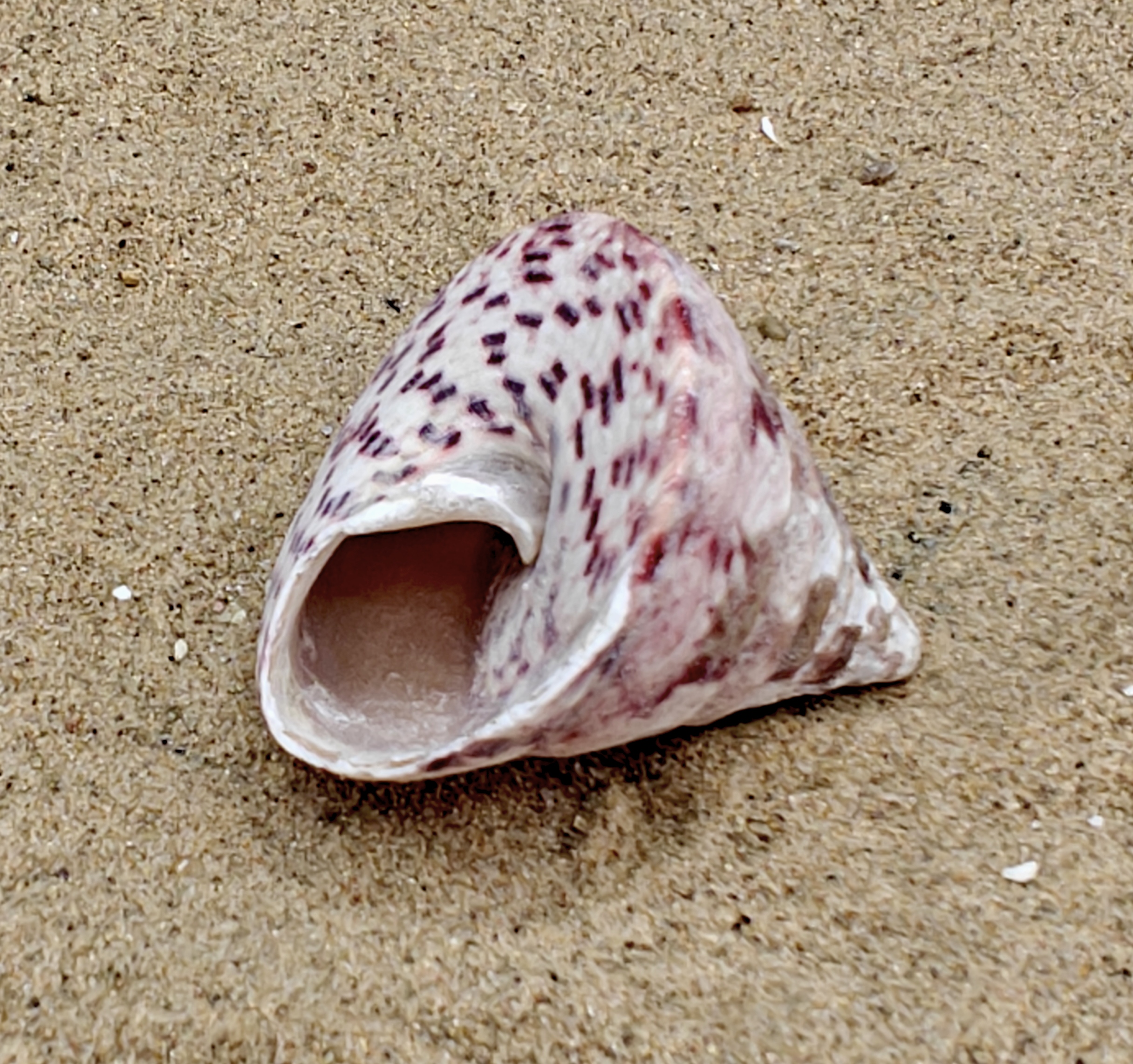 Strawberry and Cream Troca Shell (Medium)