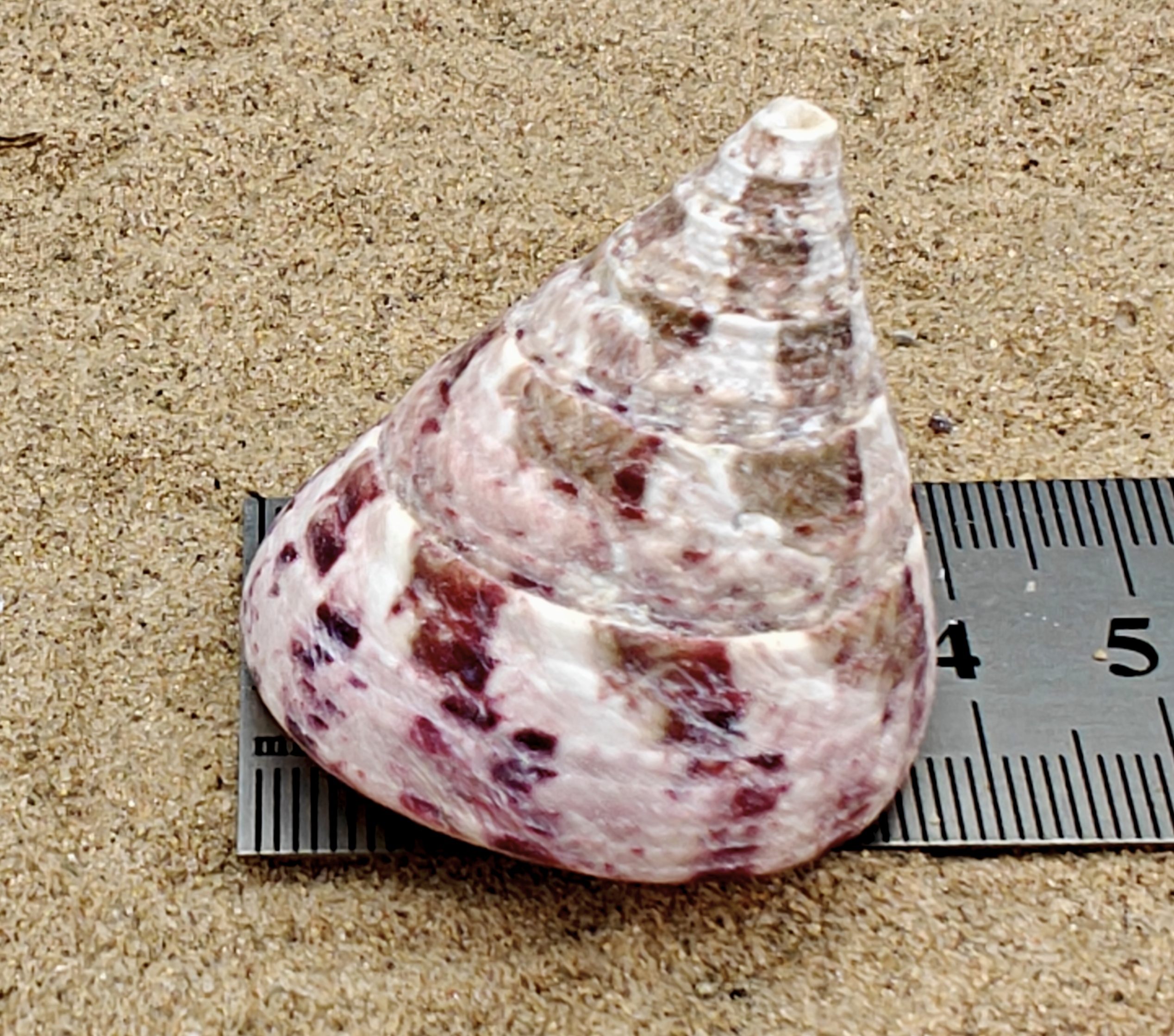 Strawberry and Cream Troca Shell (Medium)