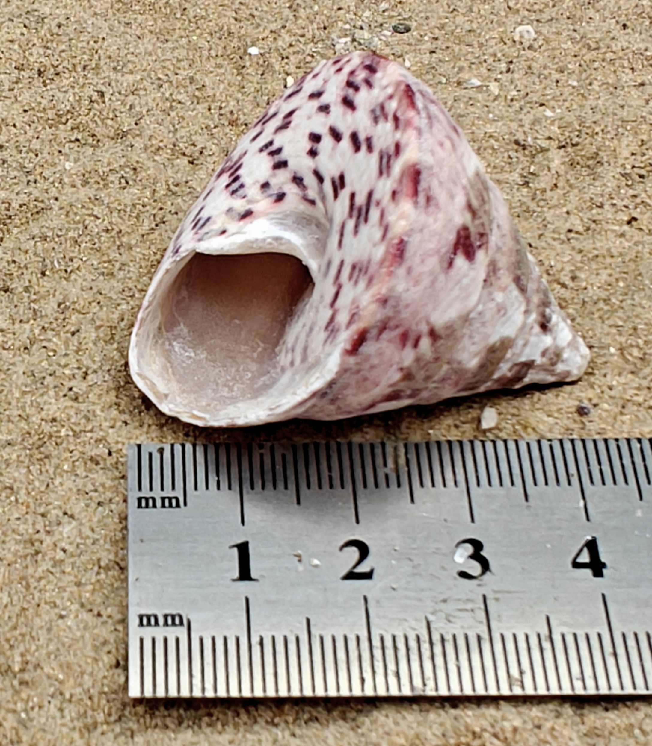 Strawberry and Cream Troca Shell (Medium)