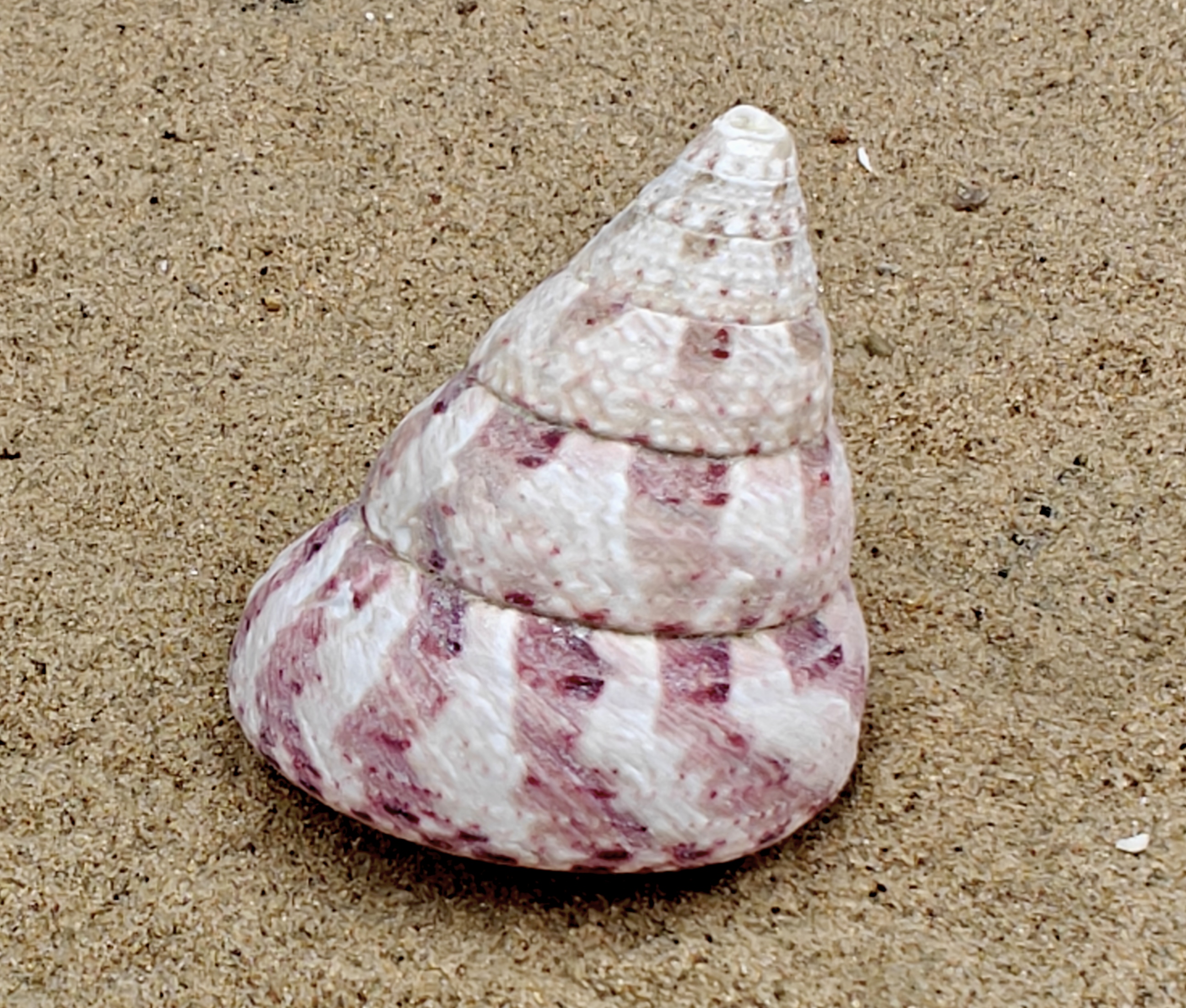 Strawberry and Cream Troca Shell (Large)
