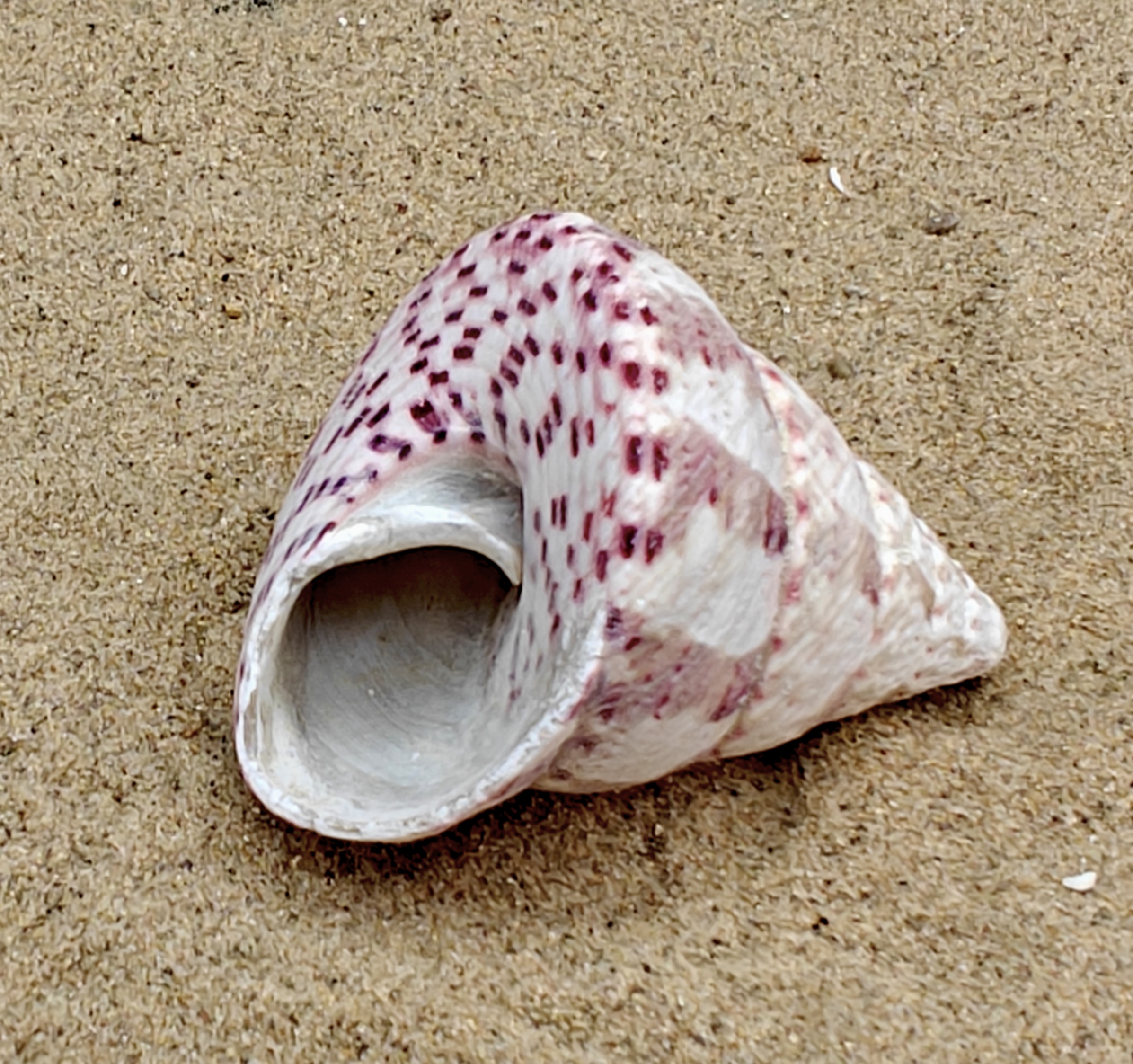 Strawberry and Cream Troca Shell (Large)