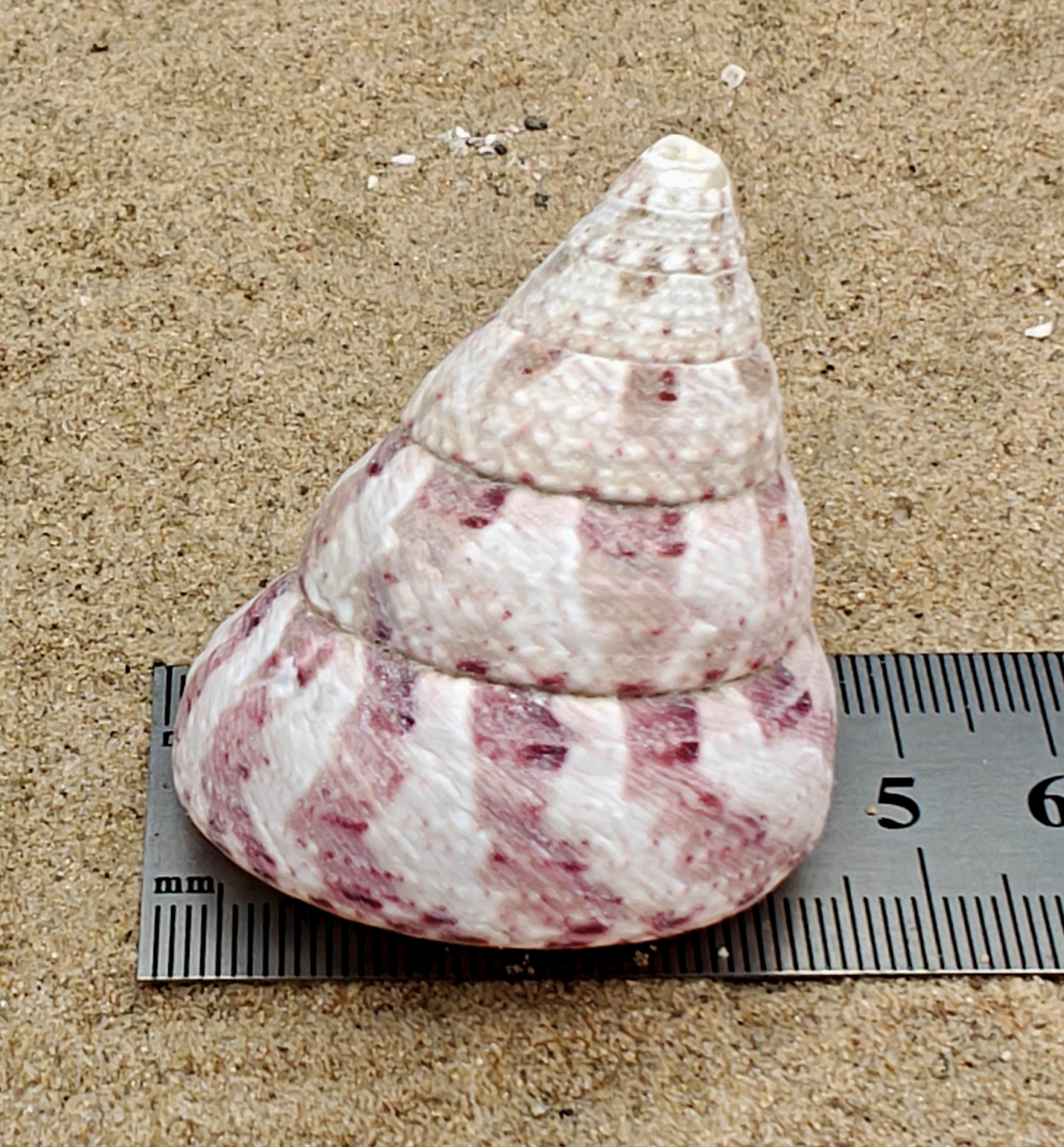 Strawberry and Cream Troca Shell (Large)