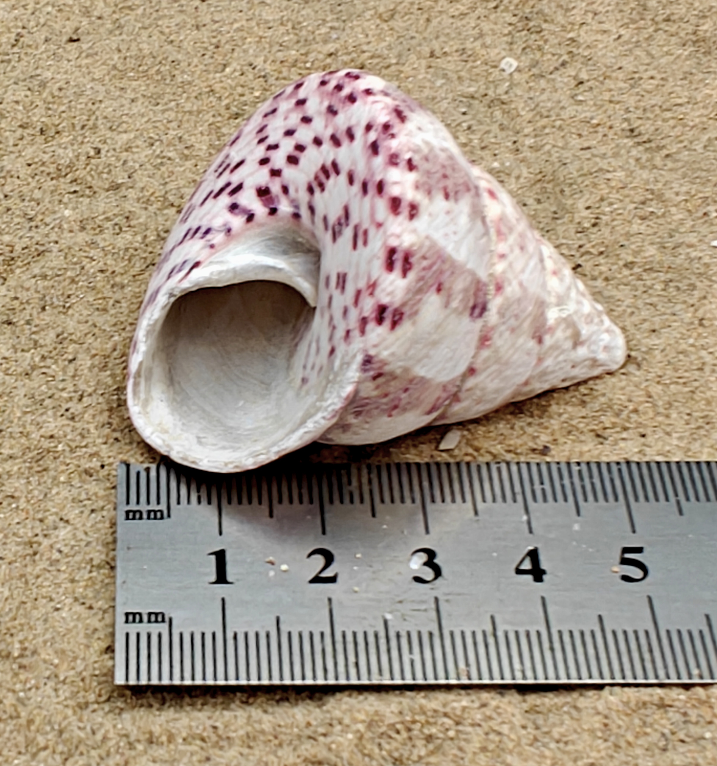Strawberry and Cream Troca Shell (Large)