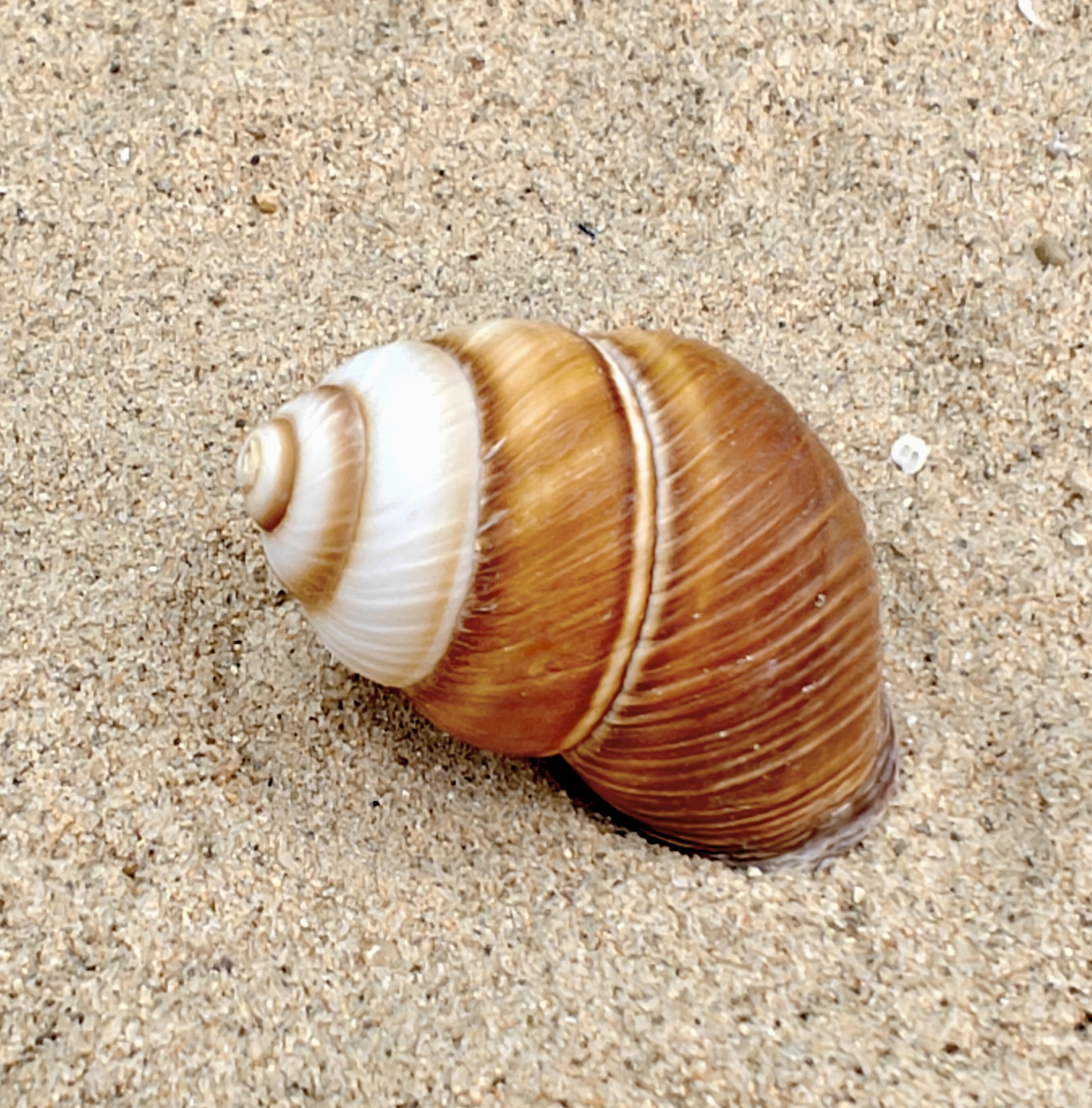 Spiral Top Shell (Small)