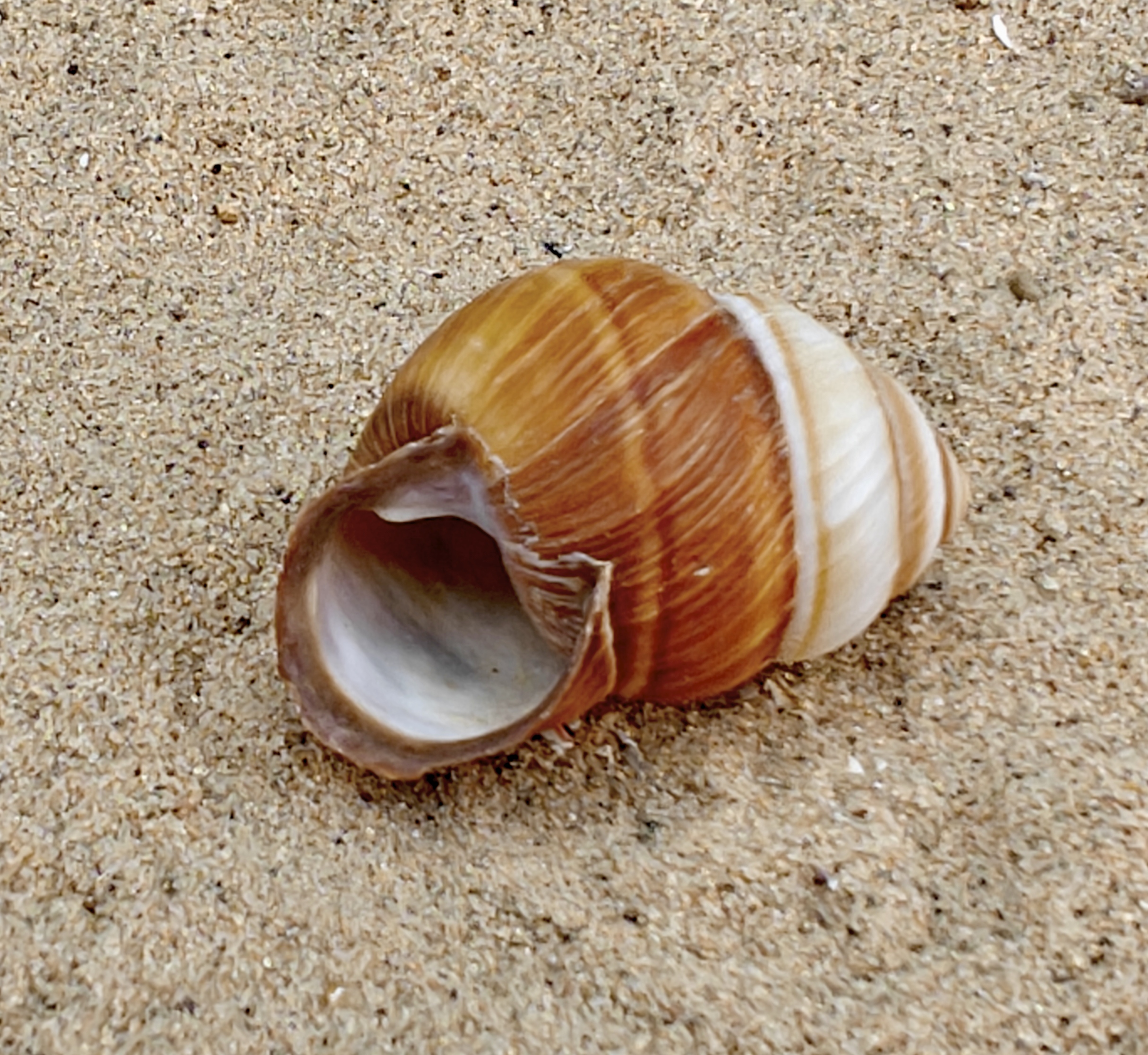 Spiral Top Shell (Small)