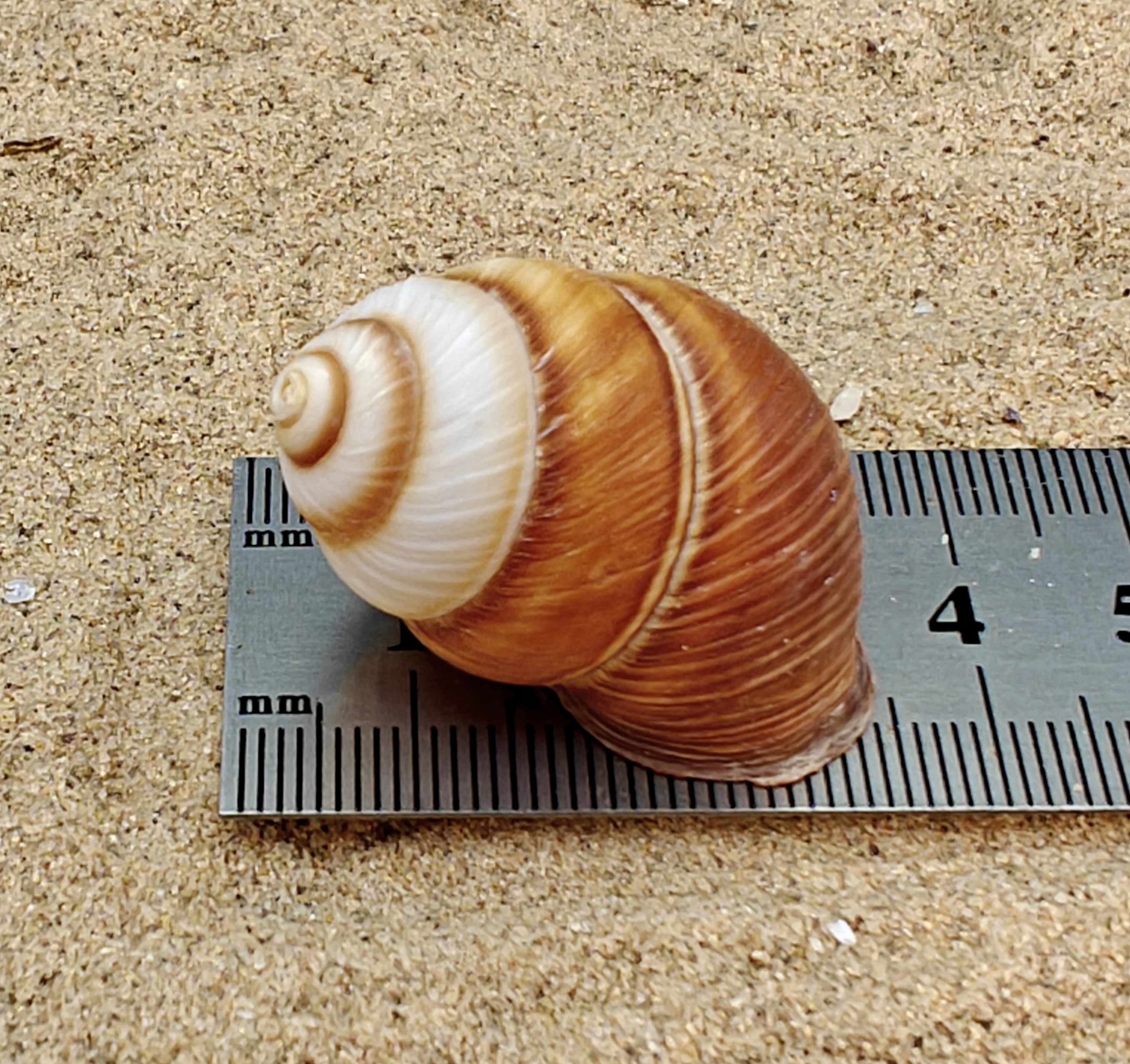 Spiral Top Shell (Small)