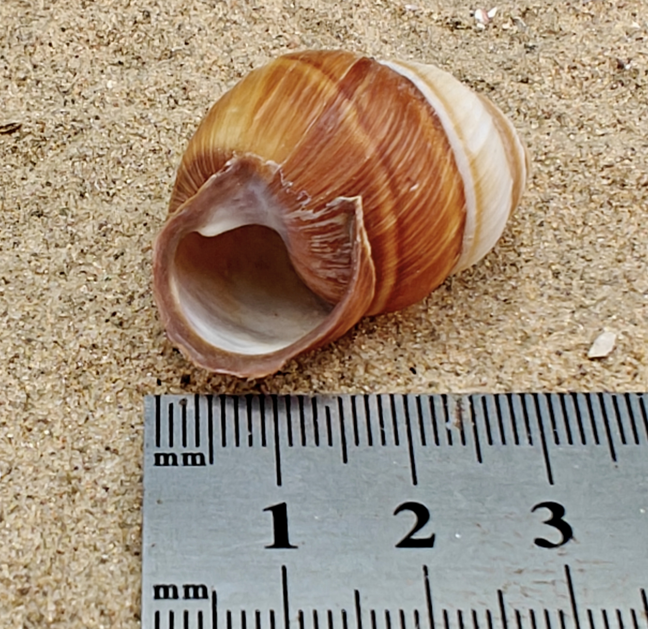 Spiral Top Shell (Small)