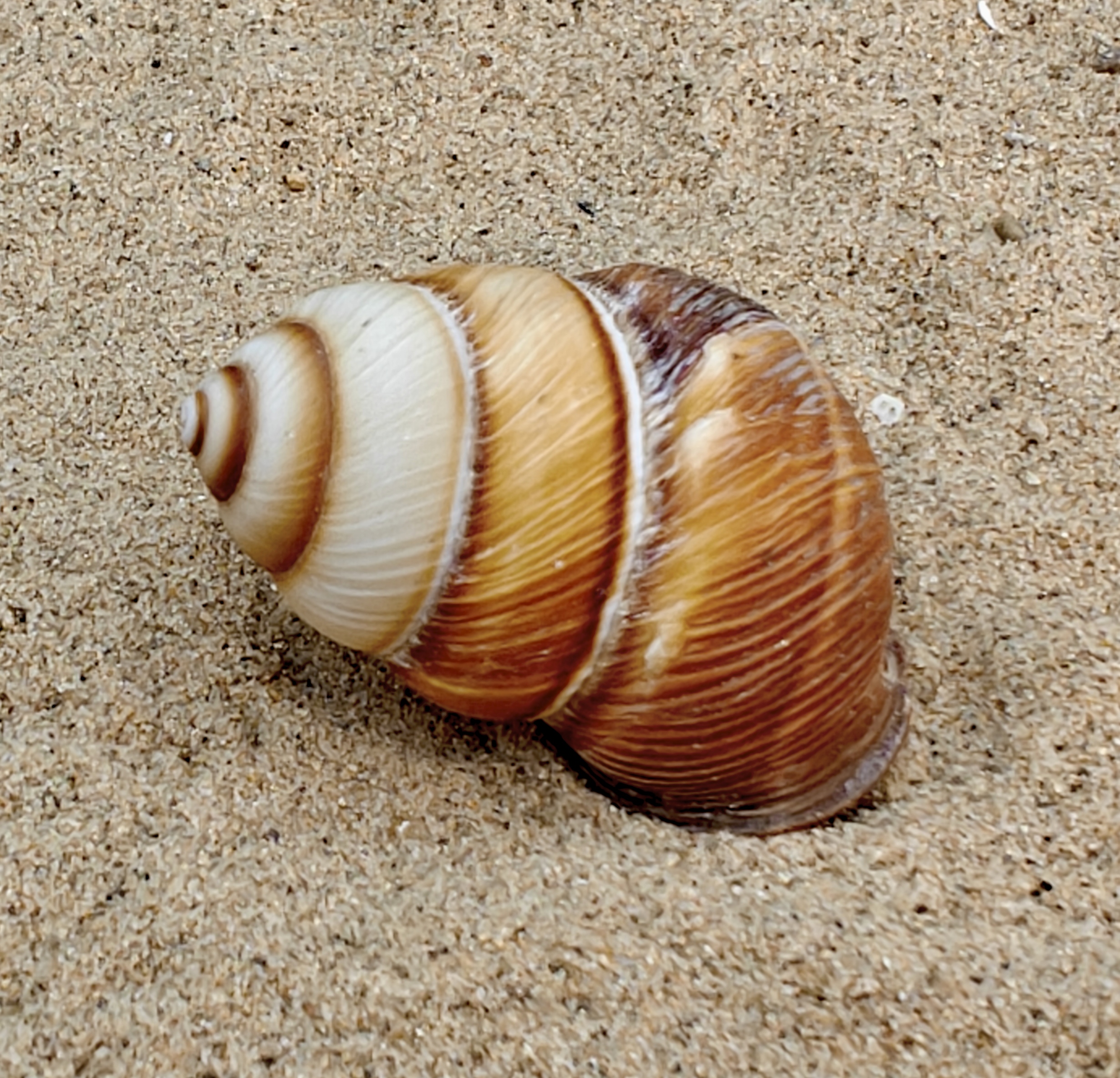 Spiral Top Shell (Medium).