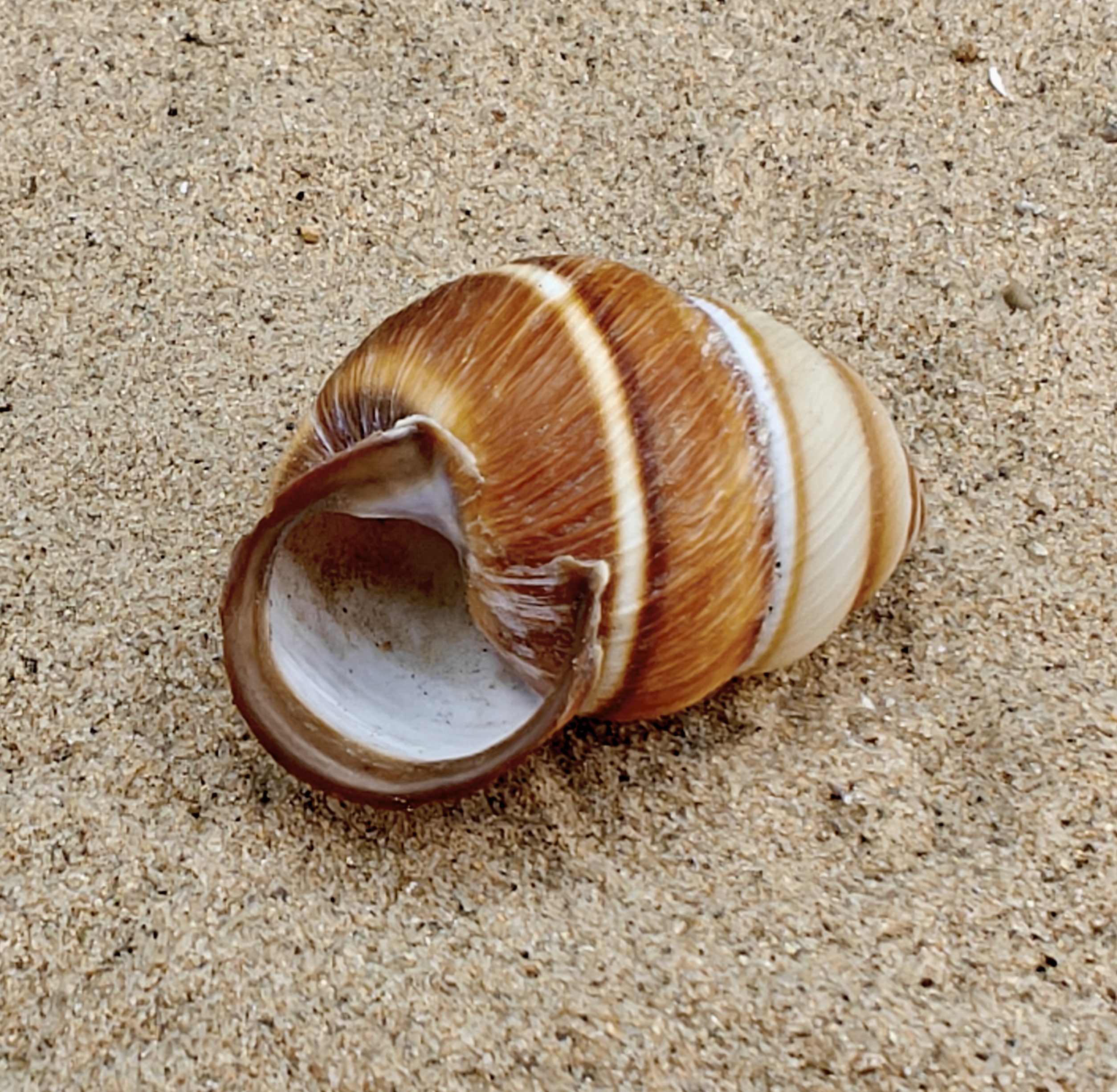 Spiral Top Shell (Medium).
