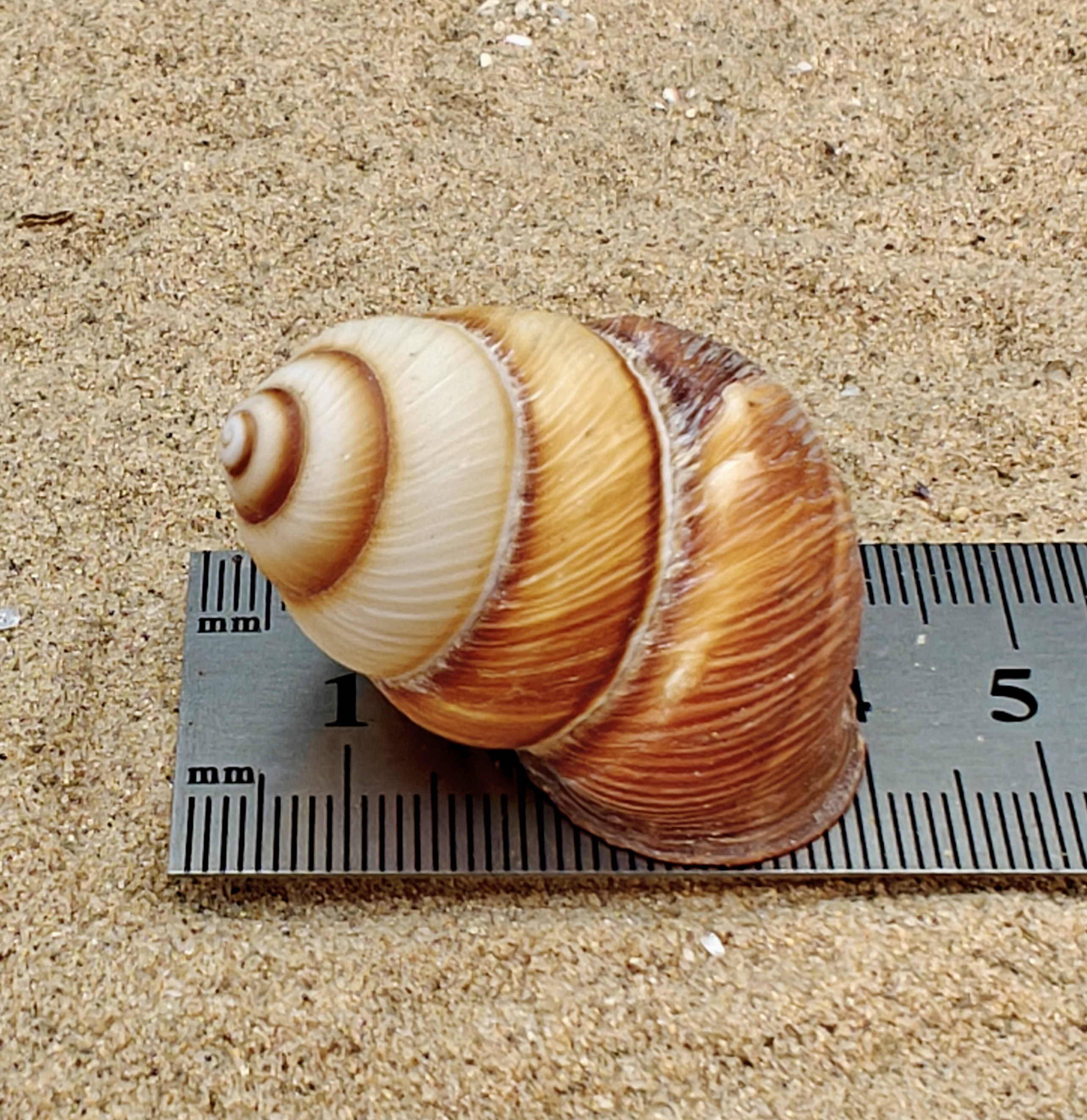 Spiral Top Shell (Medium).