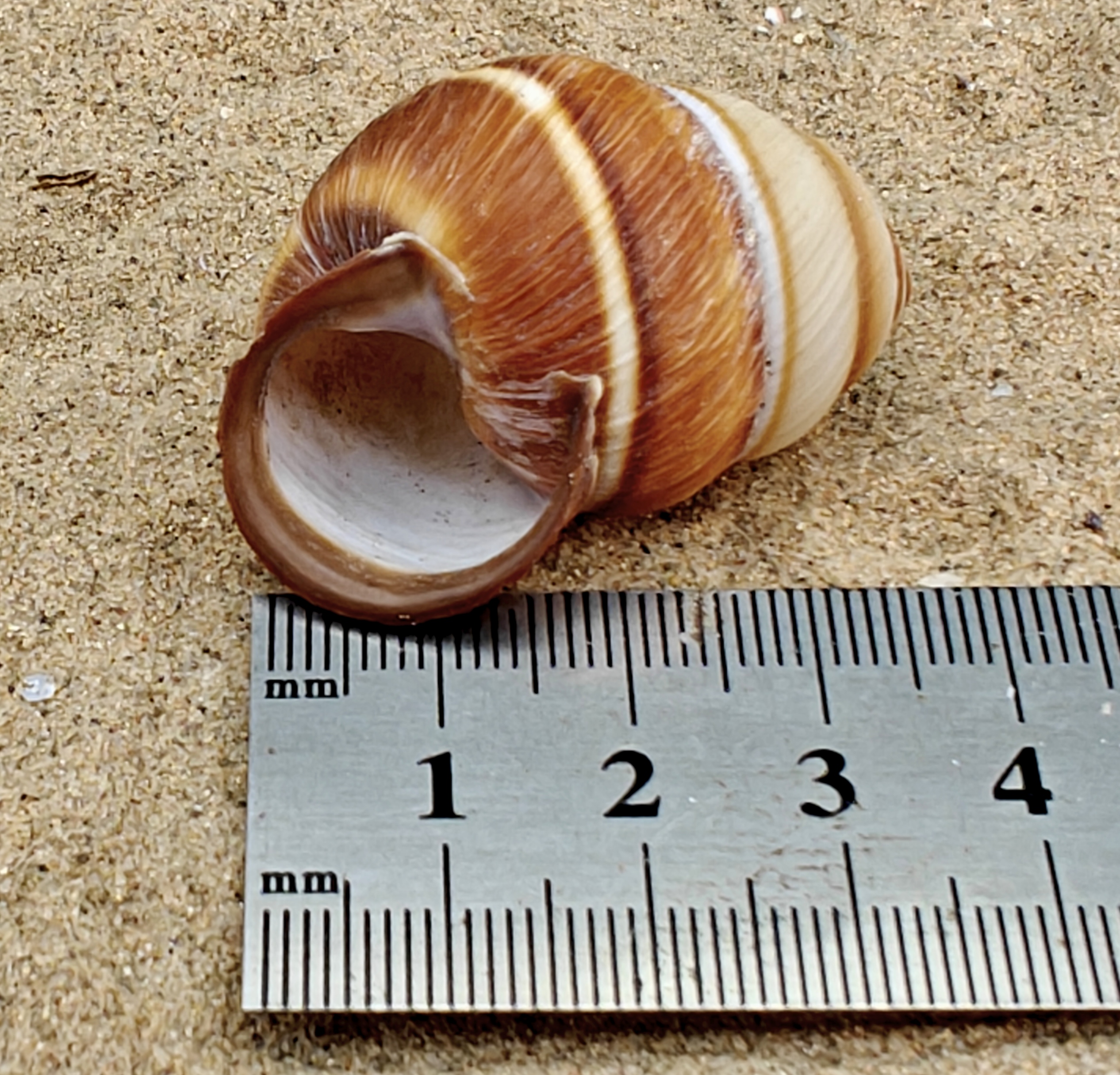 Spiral Top Shell (Medium).