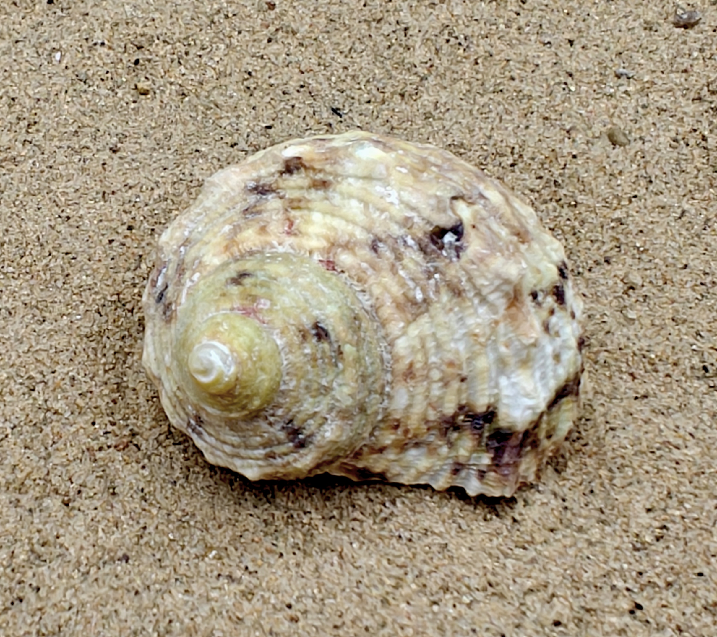 Goldmouth Turbo Shell (Medium)
