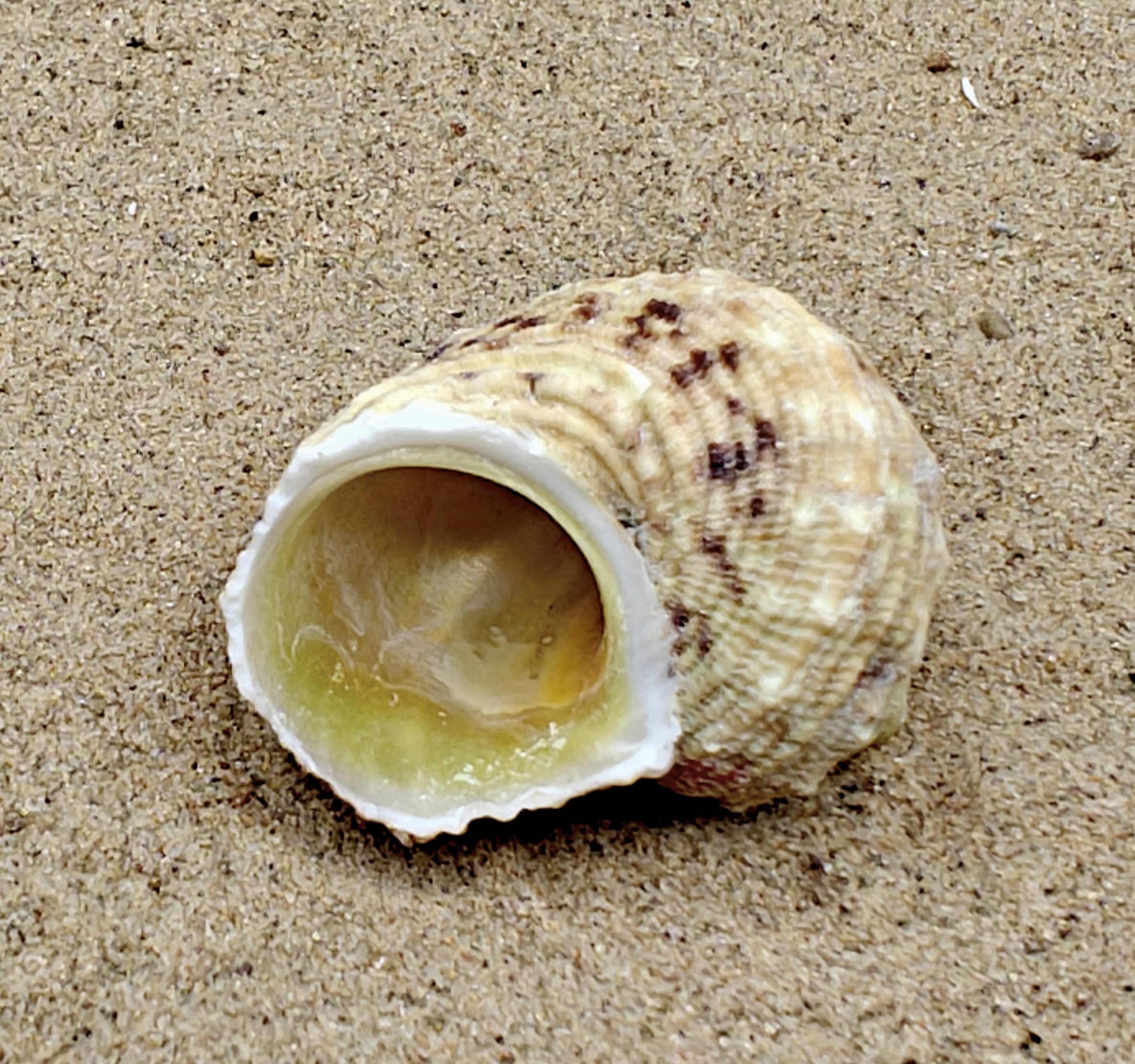 Goldmouth Turbo Shell (Medium)
