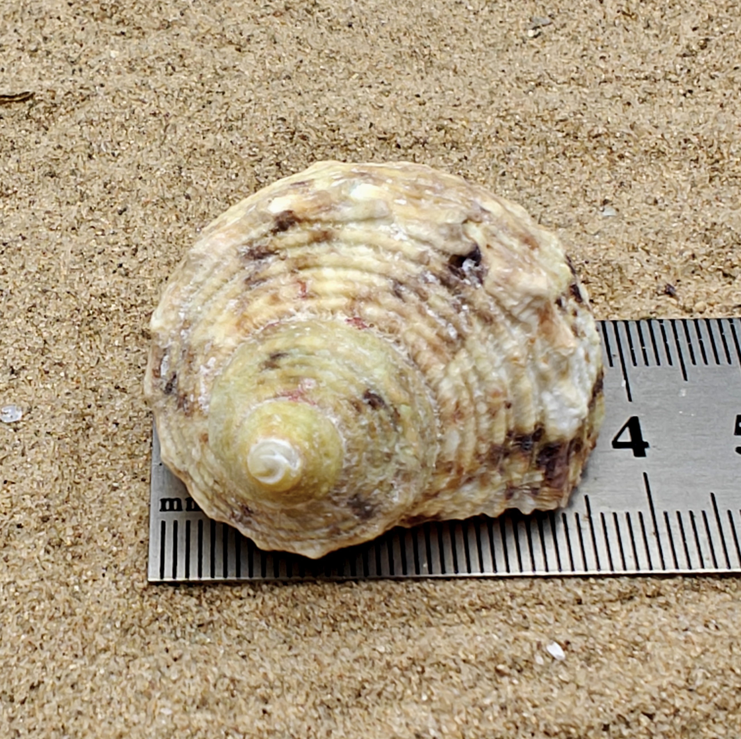 Goldmouth Turbo Shell (Medium)