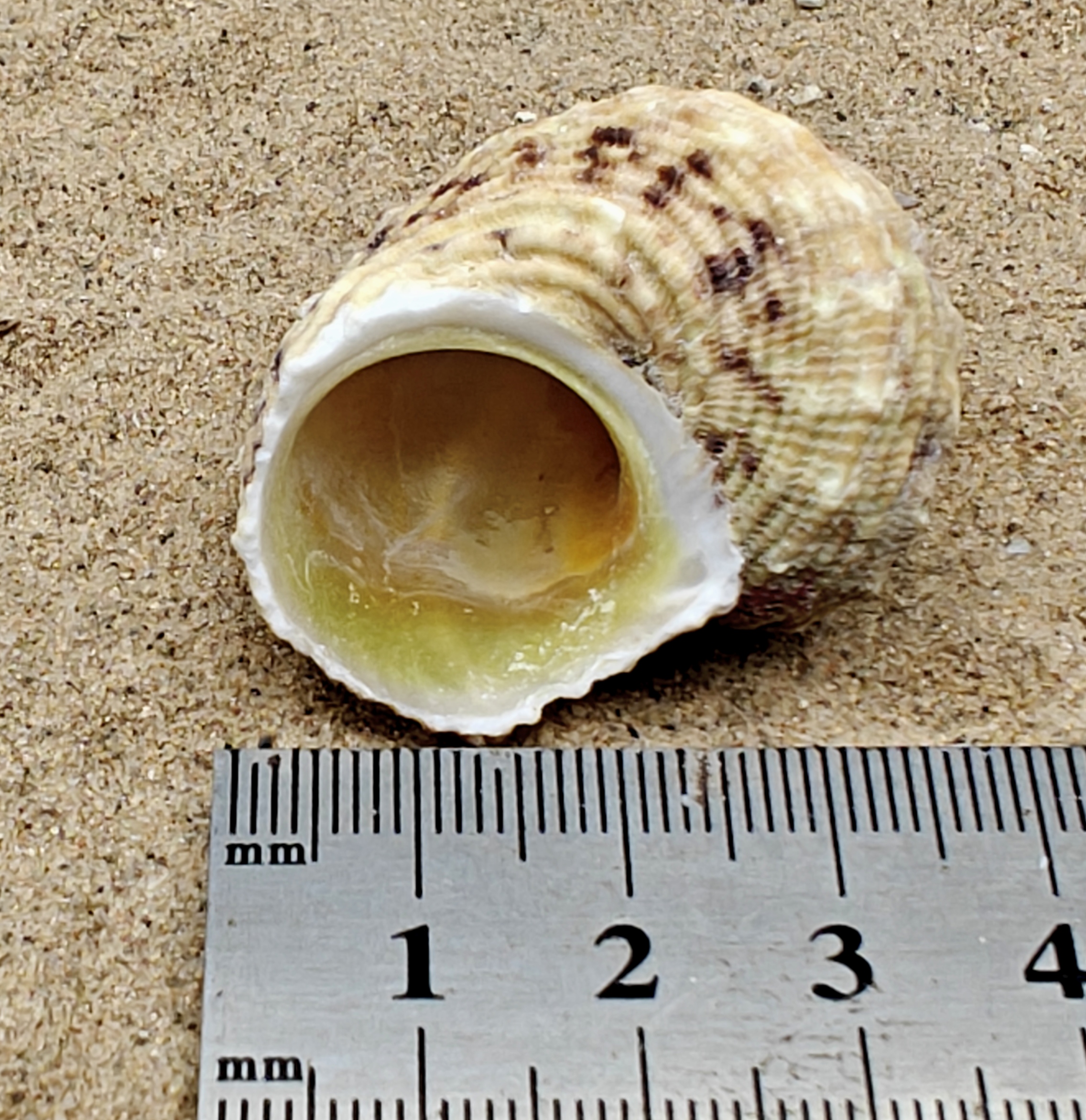 Goldmouth Turbo Shell (Medium)