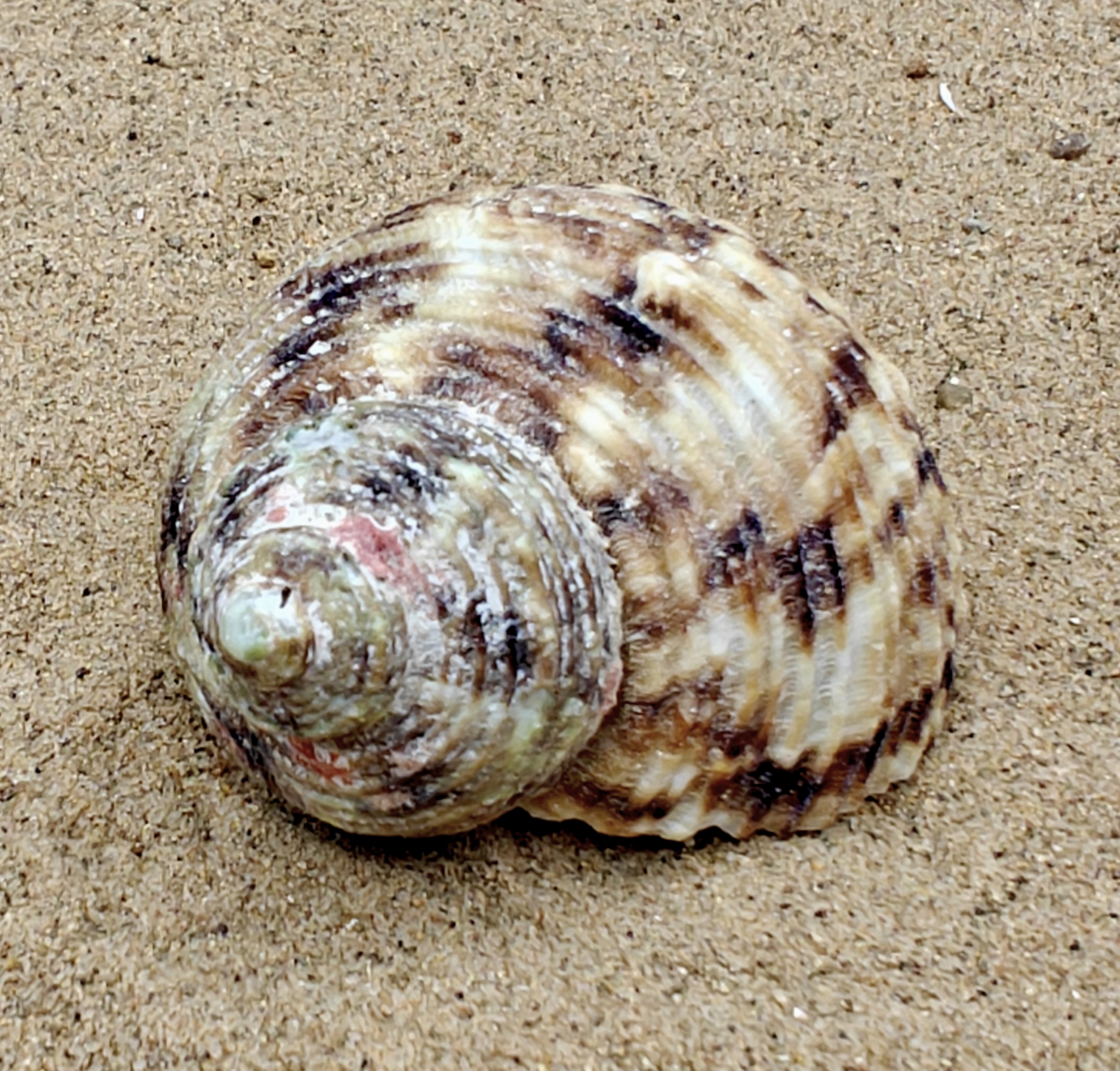 Goldmouth Turbo Shell (Large)