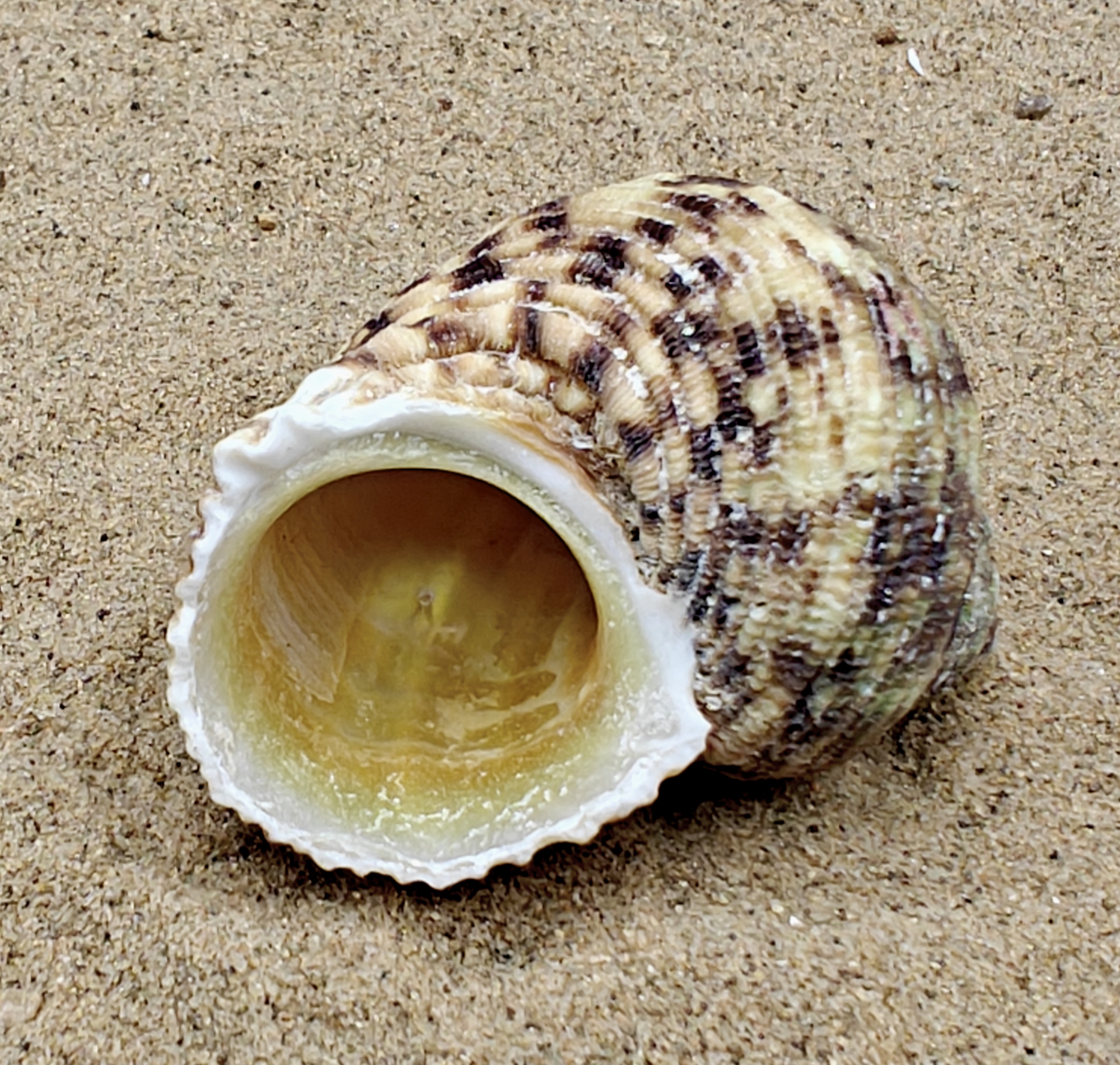 Goldmouth Turbo Shell (Large)