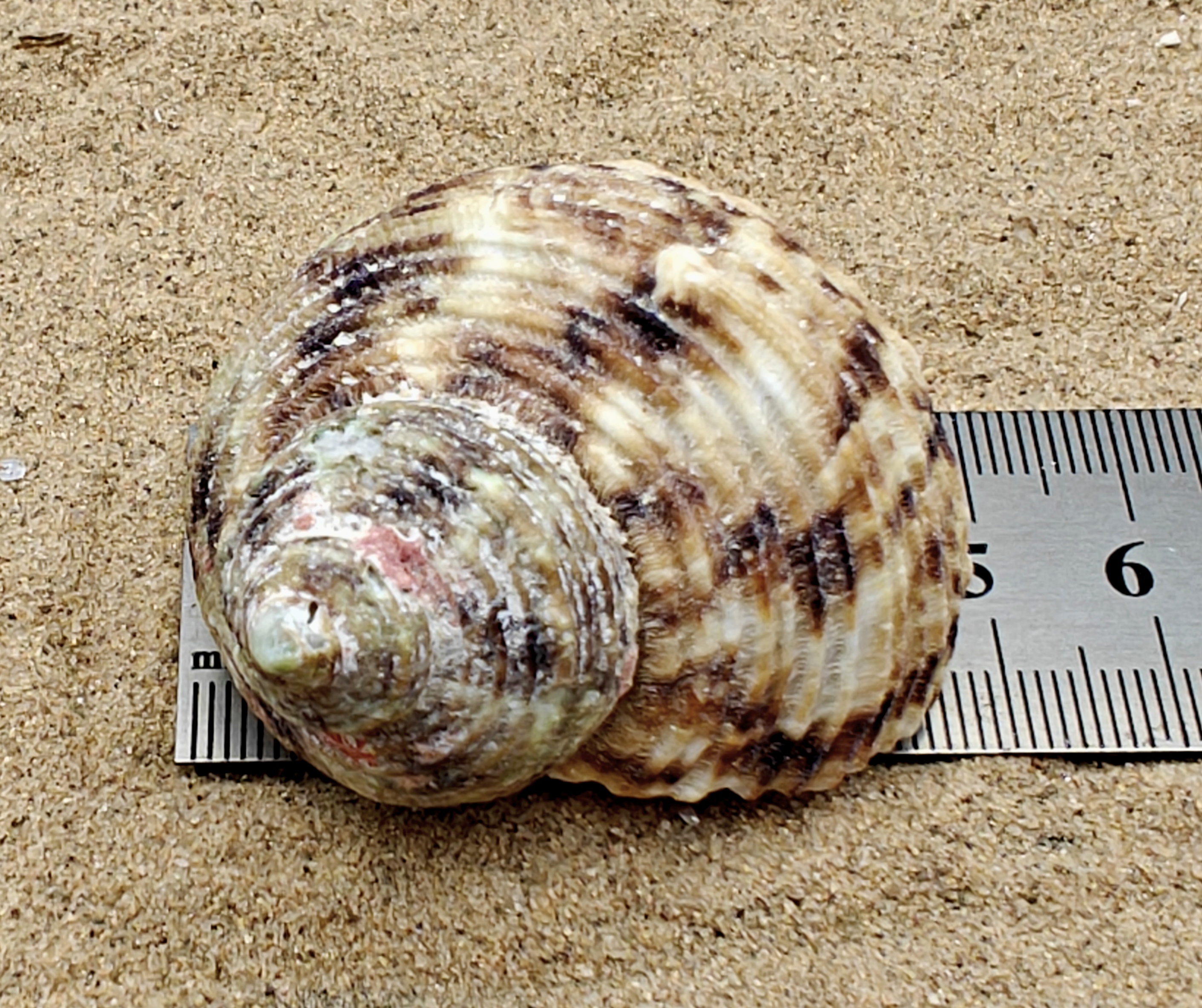 Goldmouth Turbo Shell (Large)