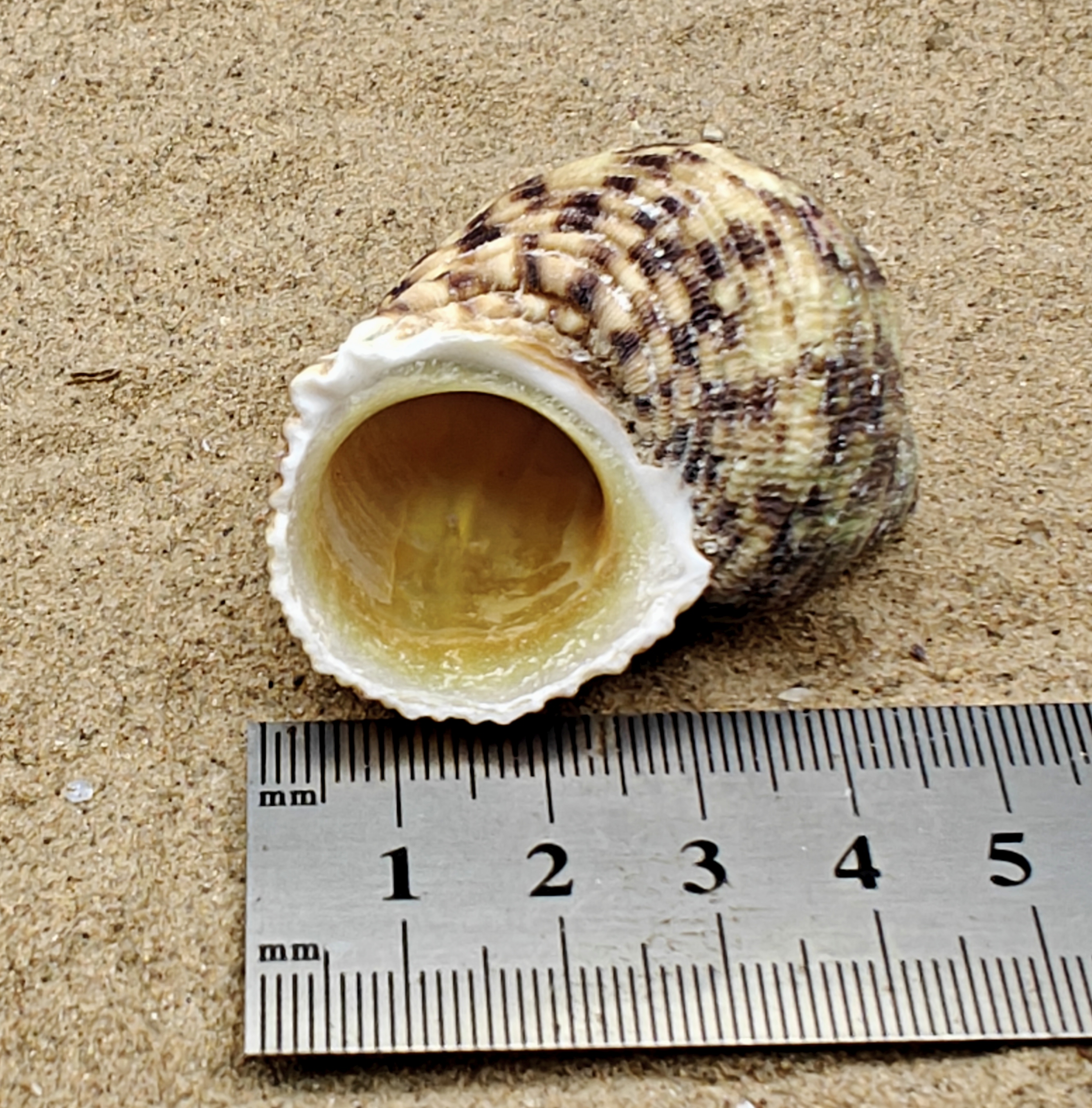 Goldmouth Turbo Shell (Large)
