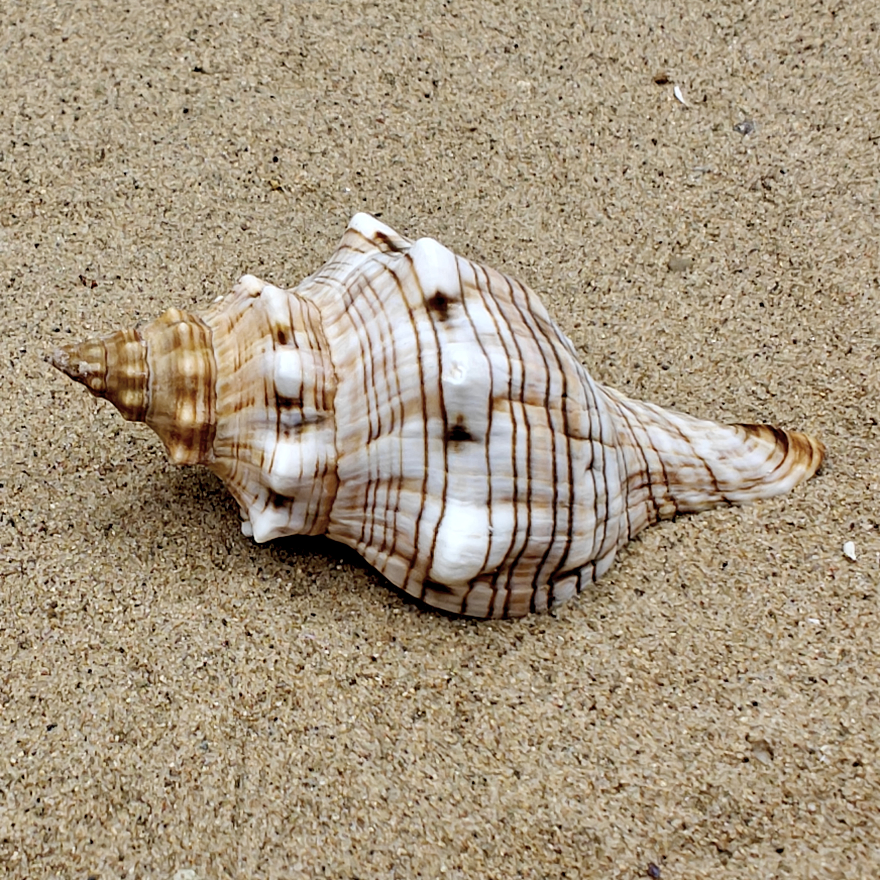 Foxhead Shell (Extra Large)