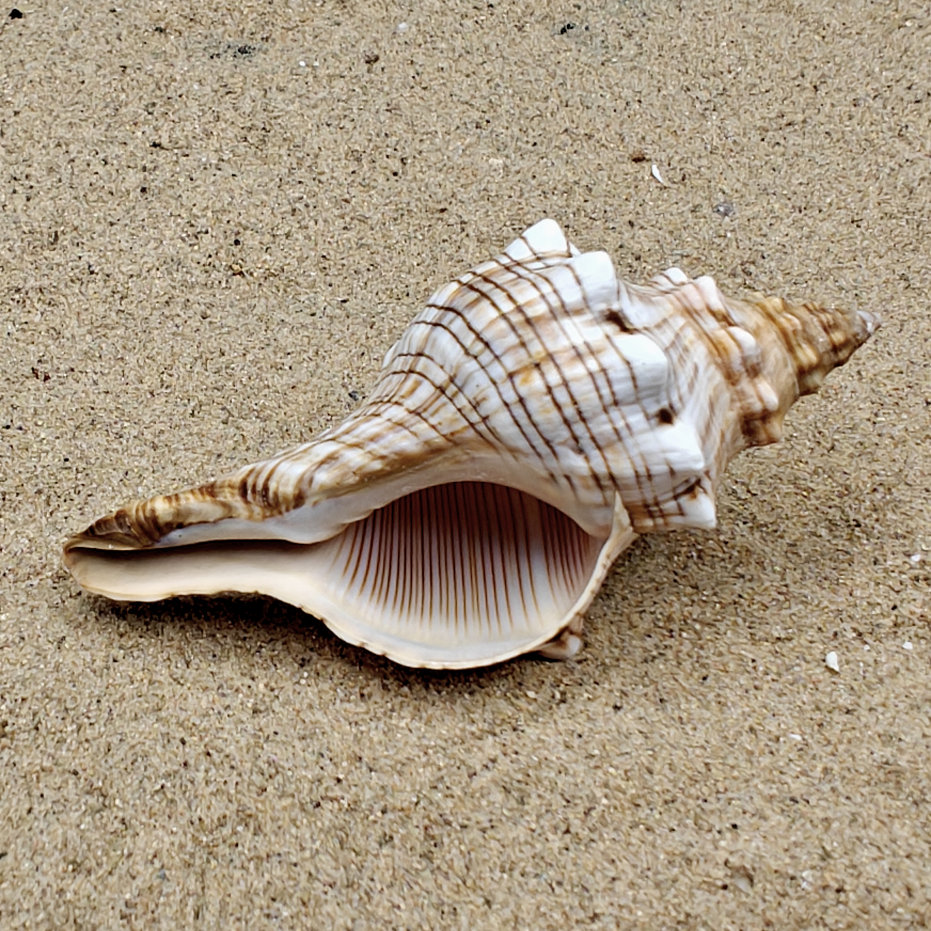 Foxhead Shell (Extra Large)