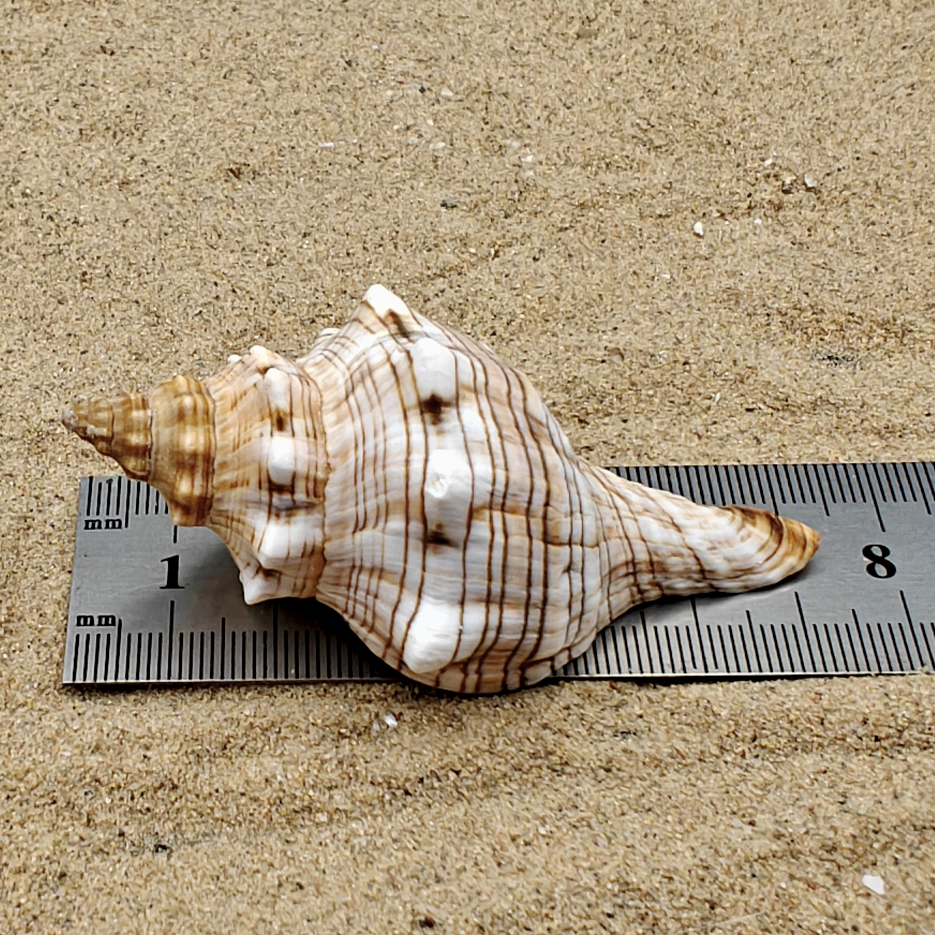 Foxhead Shell (Extra Large)