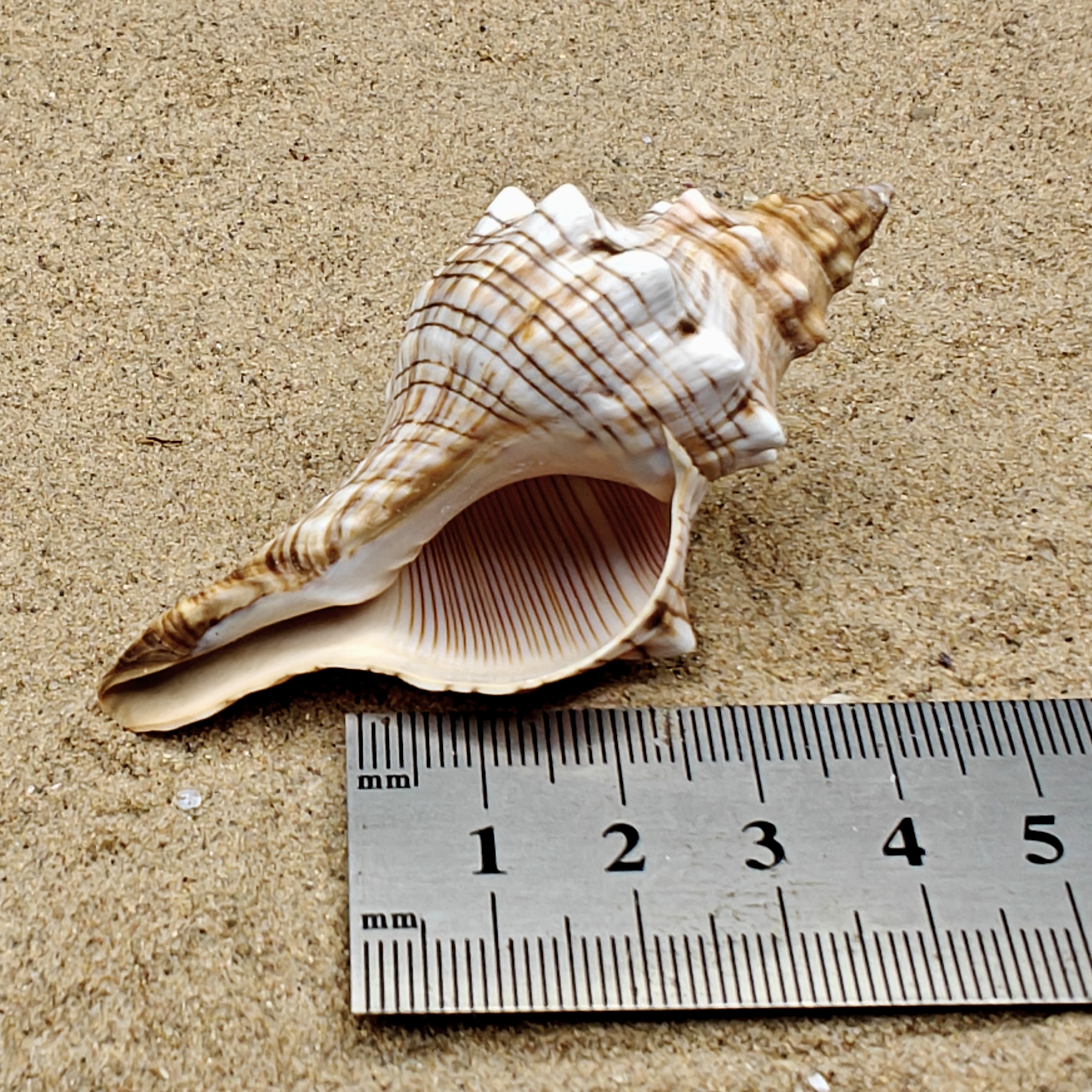 Foxhead Shell (Extra Large)