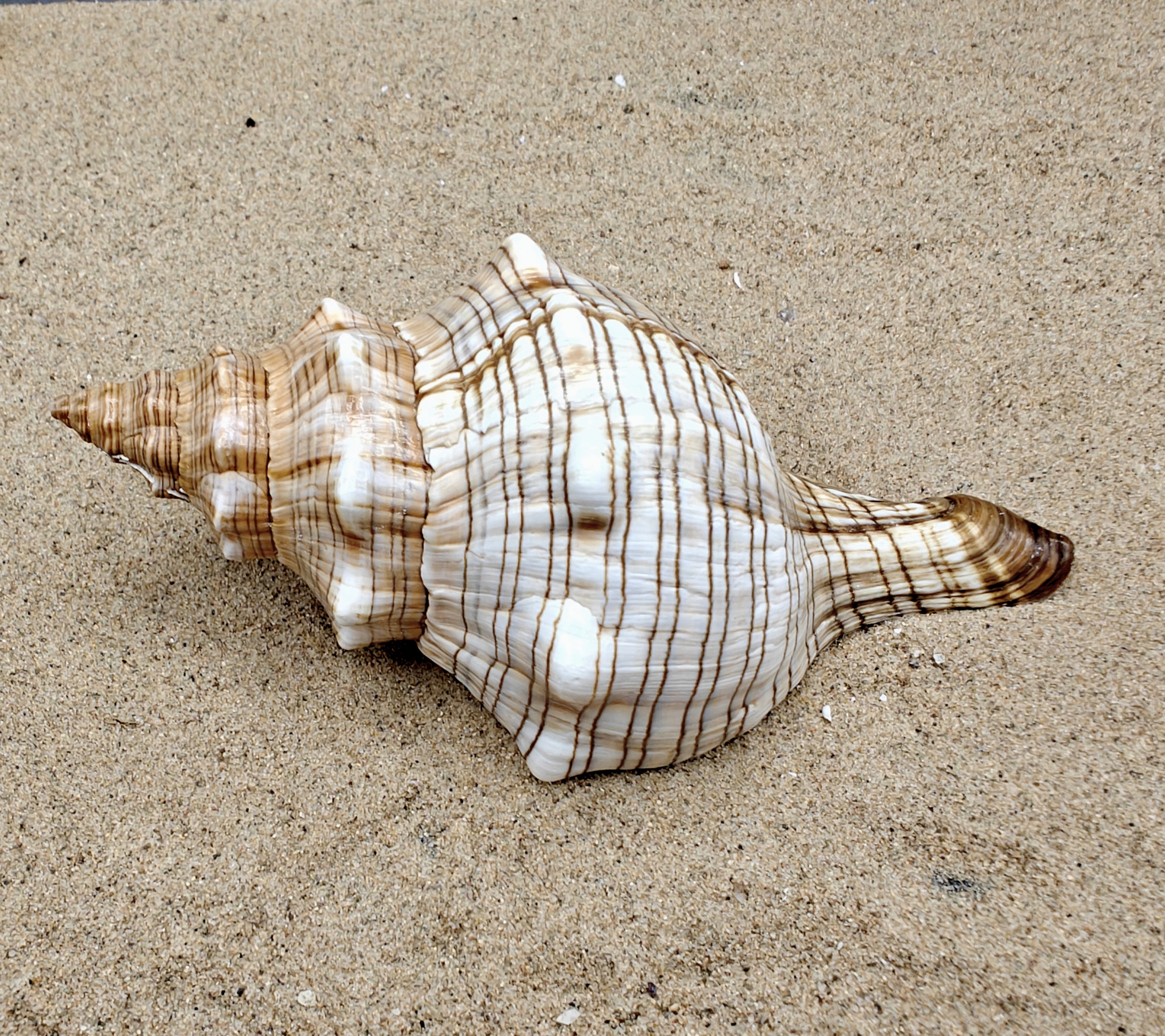 Foxhead Shell (XXL)