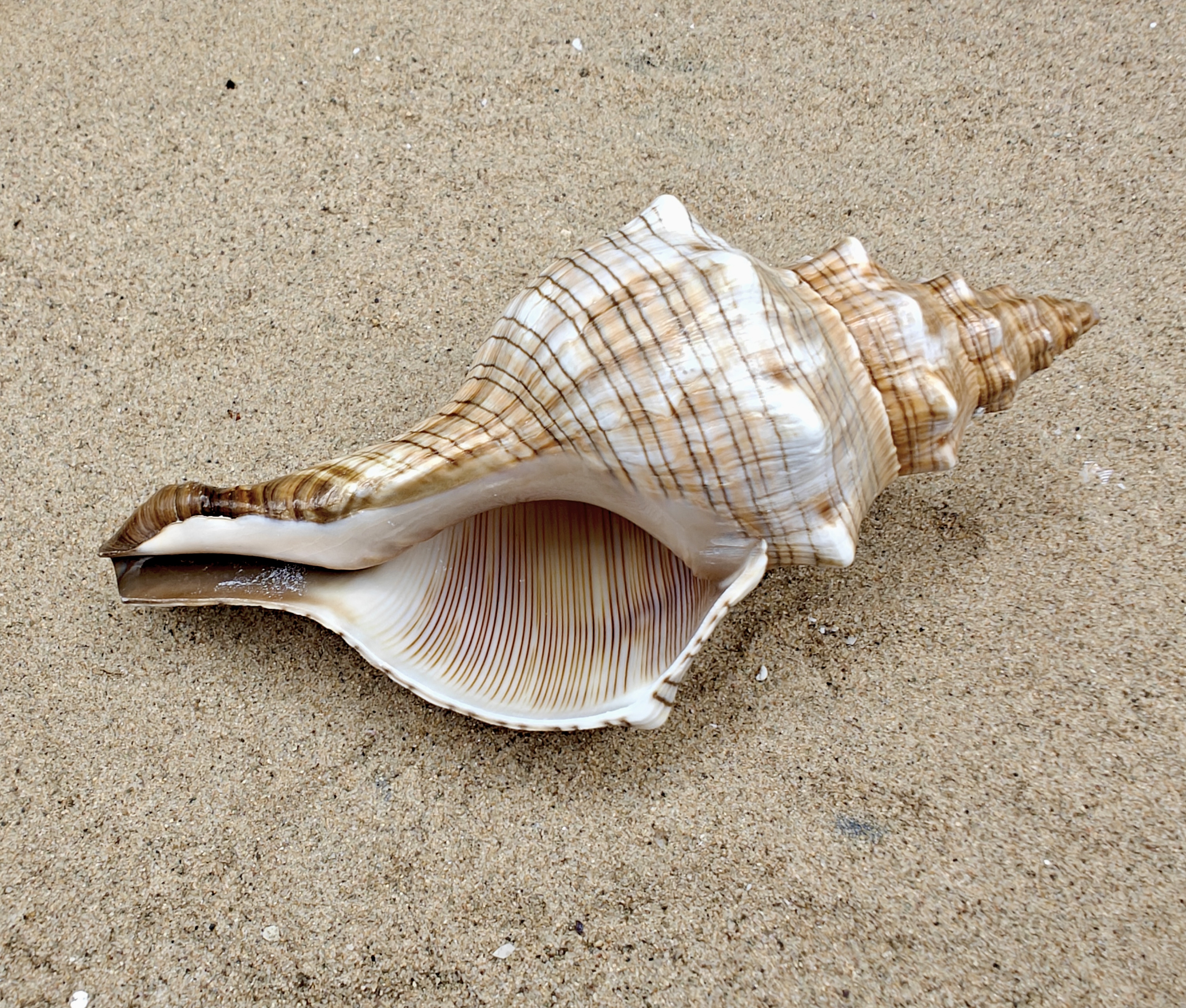 Foxhead Shell (XXL)