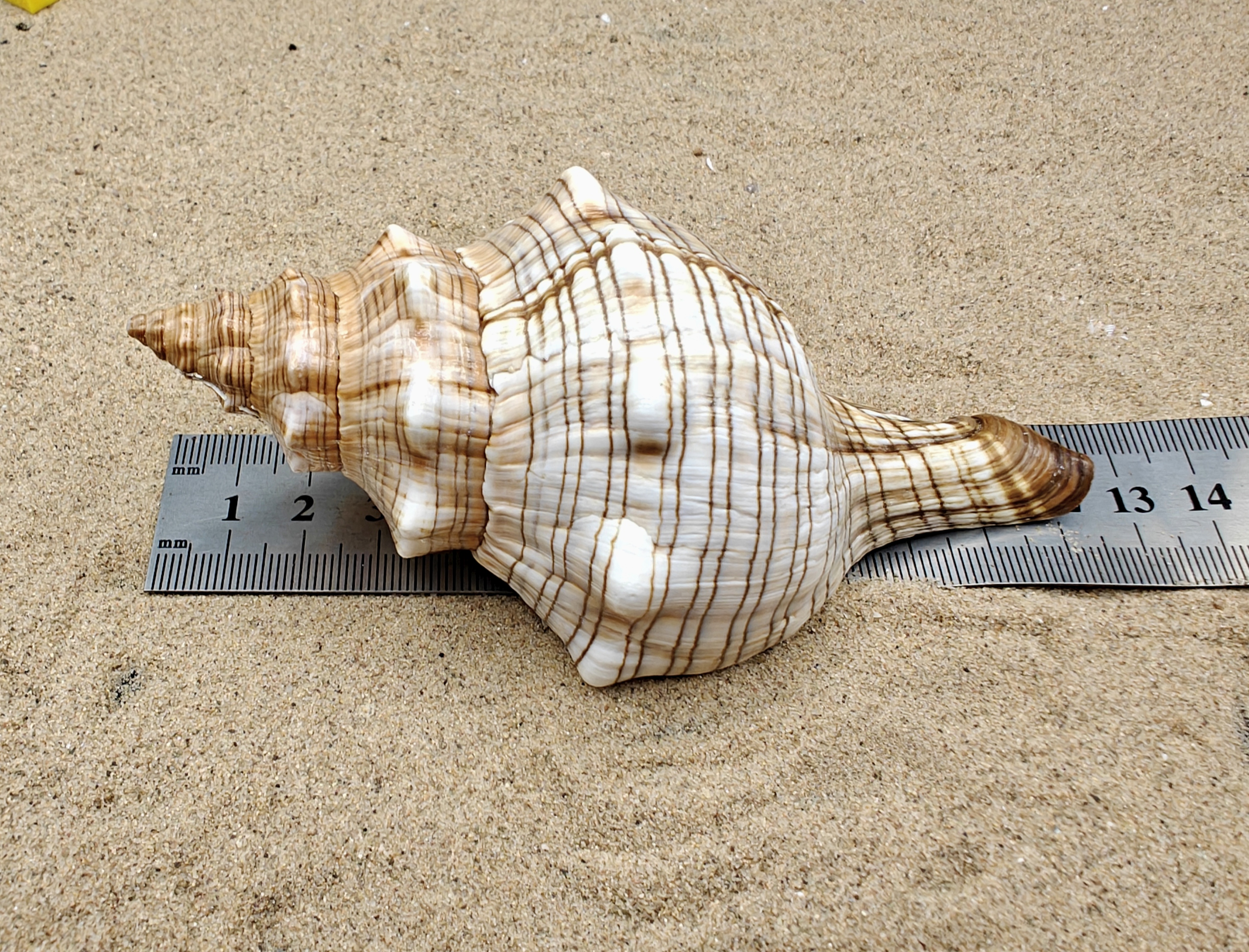 Foxhead Shell (XXL)