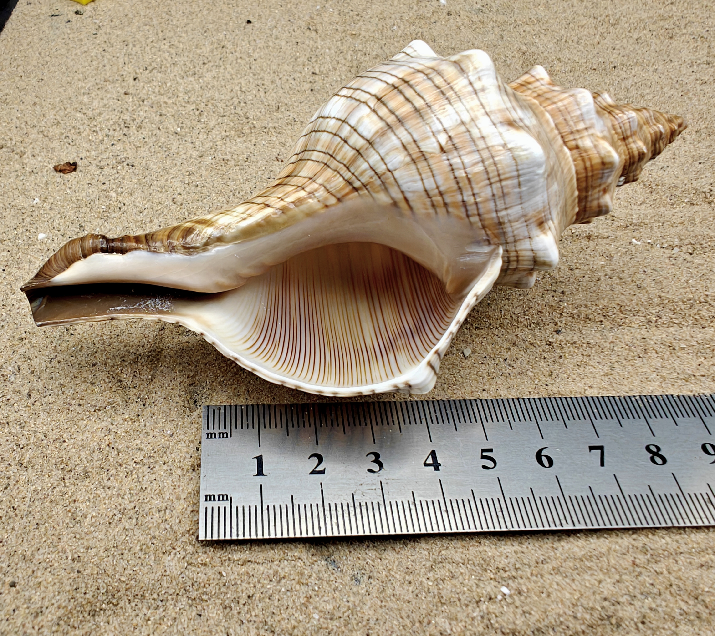 Foxhead Shell (XXL)