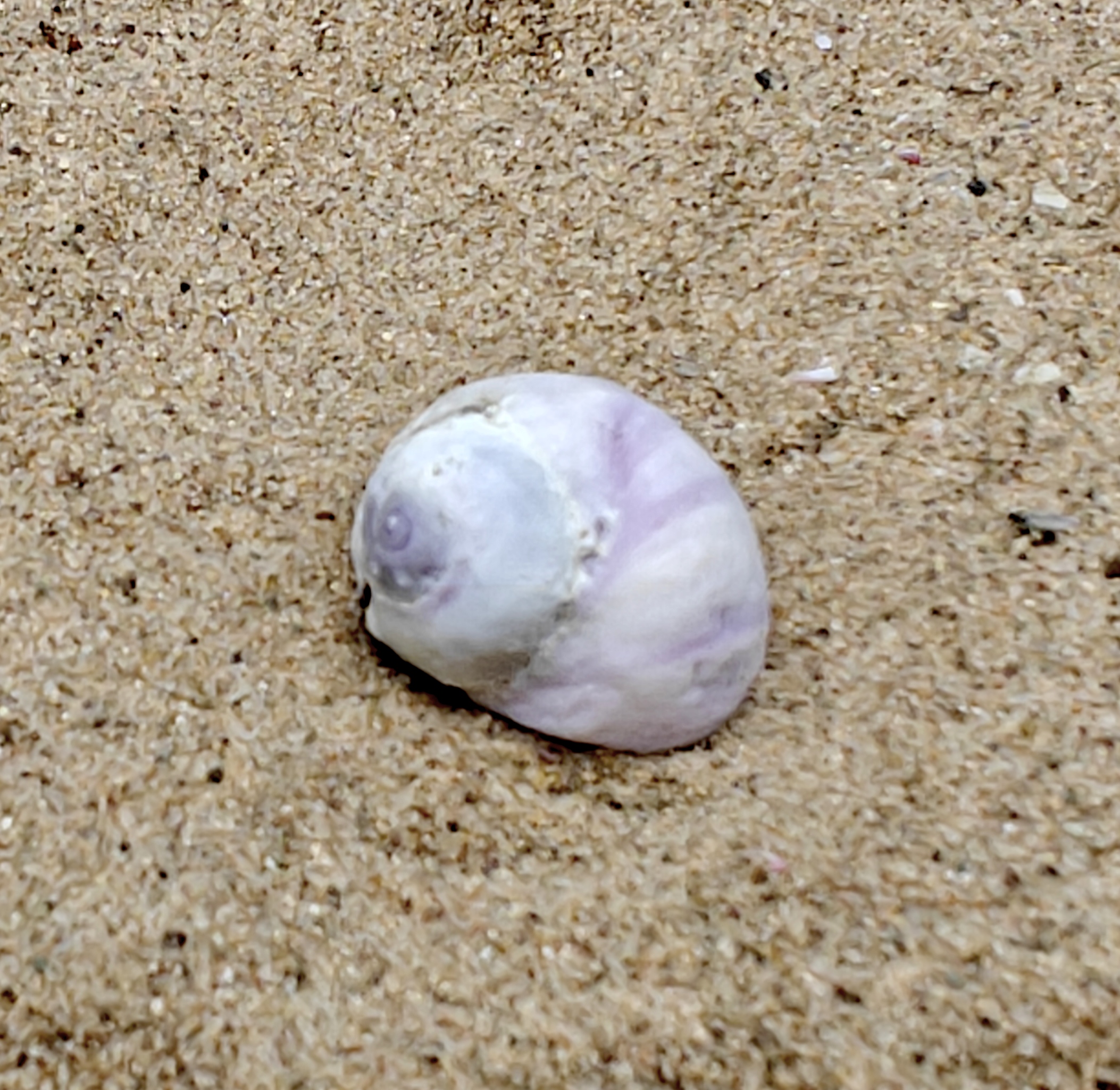 Emporer Purple Periwinkle Shell (Very Small)