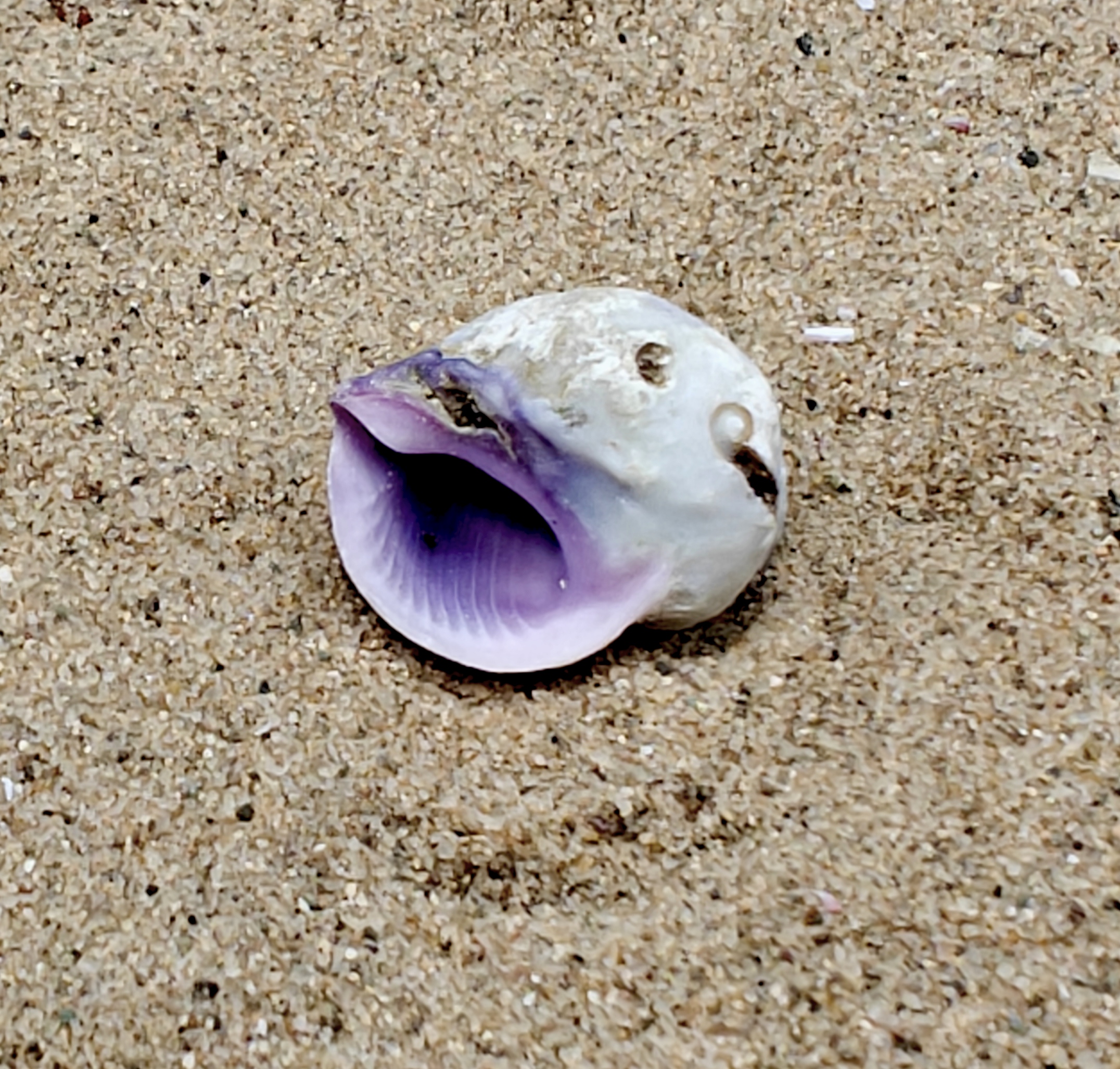 Emporer Purple Periwinkle Shell (Very Small)