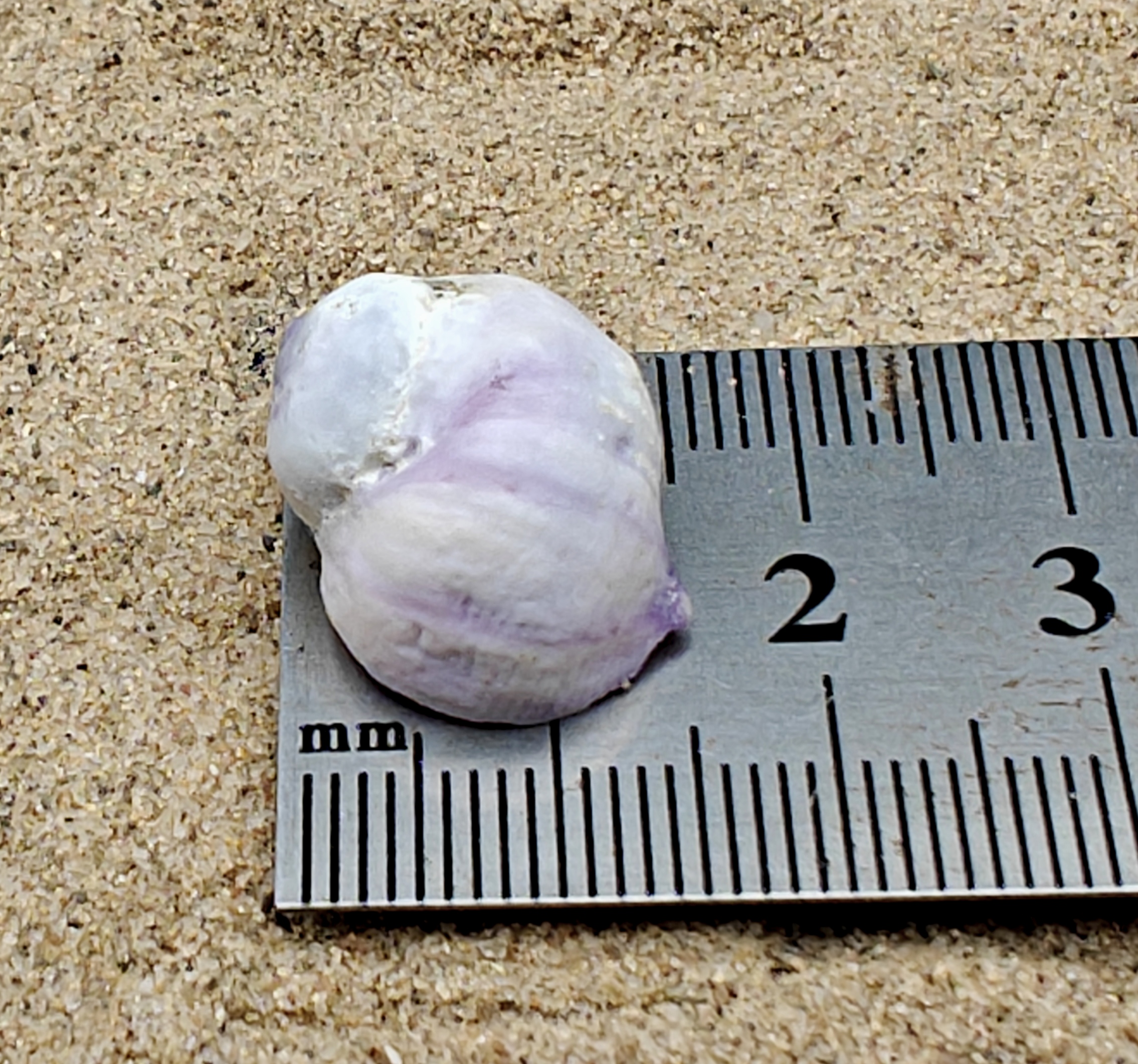 Emporer Purple Periwinkle Shell (Very Small)