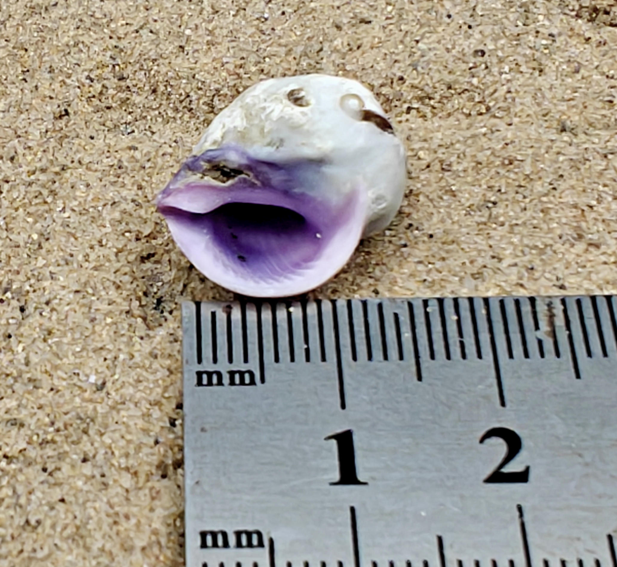 Emporer Purple Periwinkle Shell (Very Small)