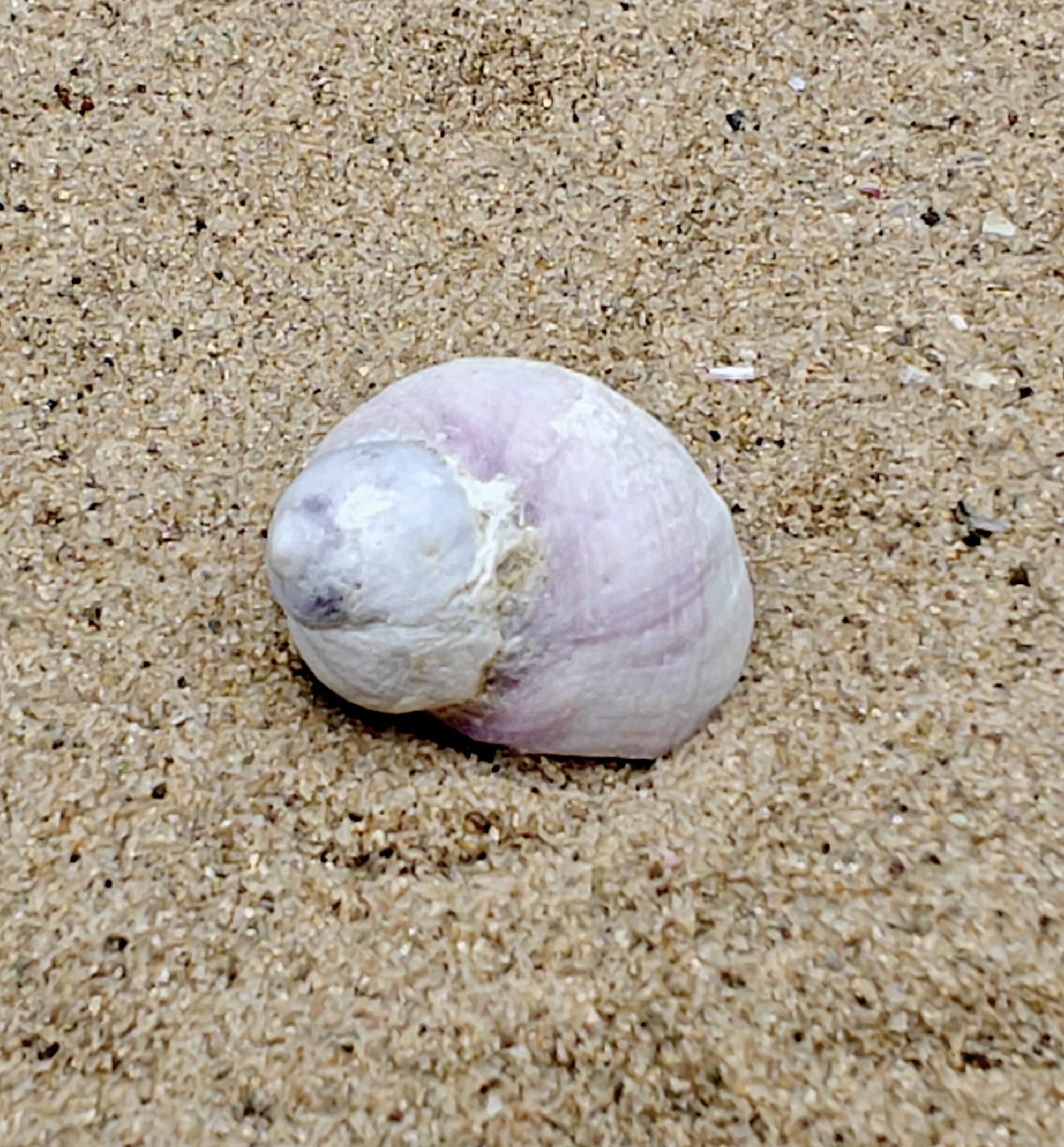 Emporer Purple Periwinkle Shell (Small)