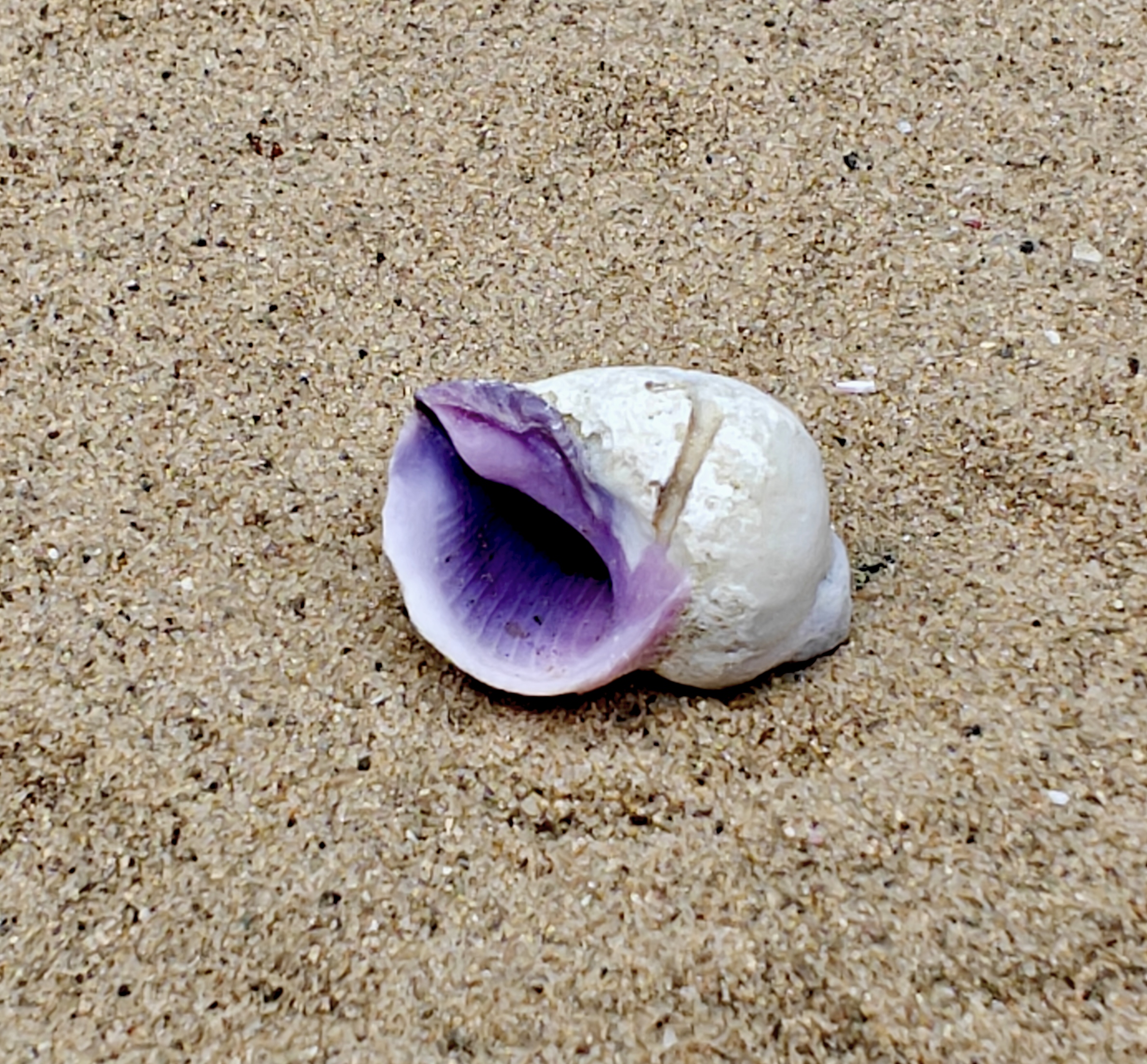 Emporer Purple Periwinkle Shell (Small)