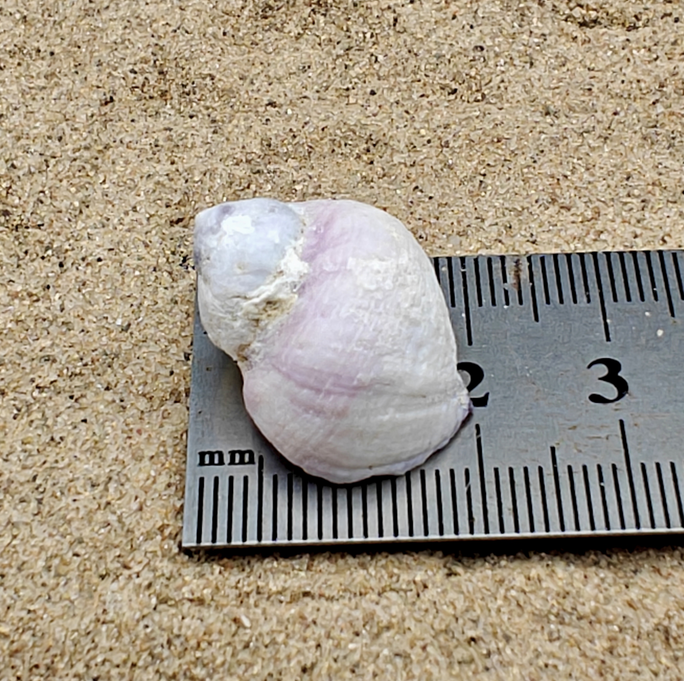 Emporer Purple Periwinkle Shell (Small)