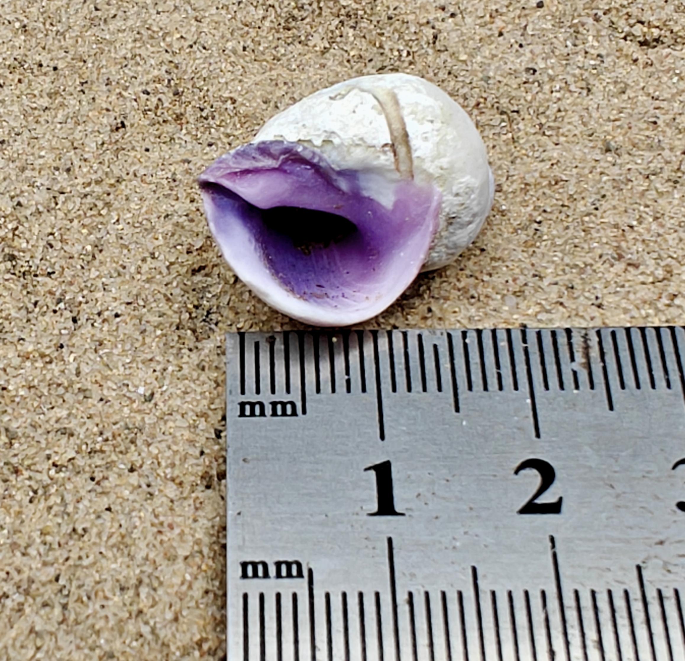 Emporer Purple Periwinkle Shell (Small)