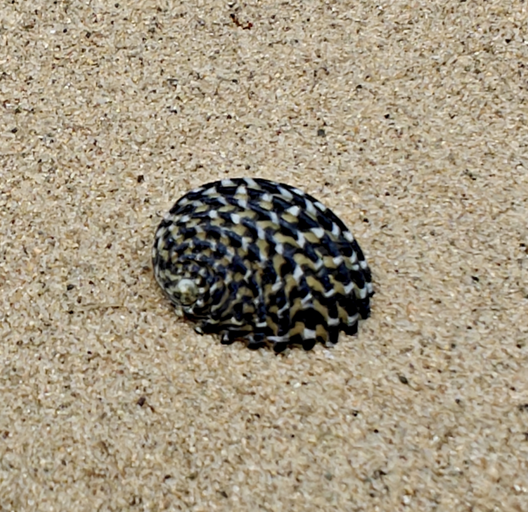 Nerita Exuvia Shell (Very Small)