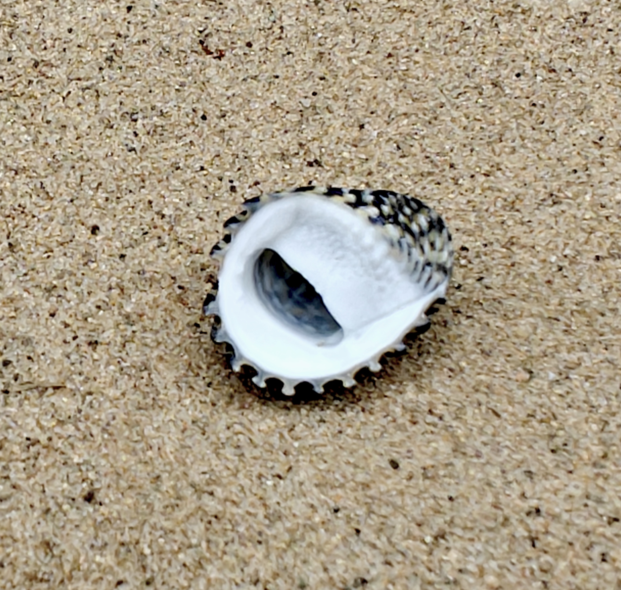 Nerita Exuvia Shell (Very Small)