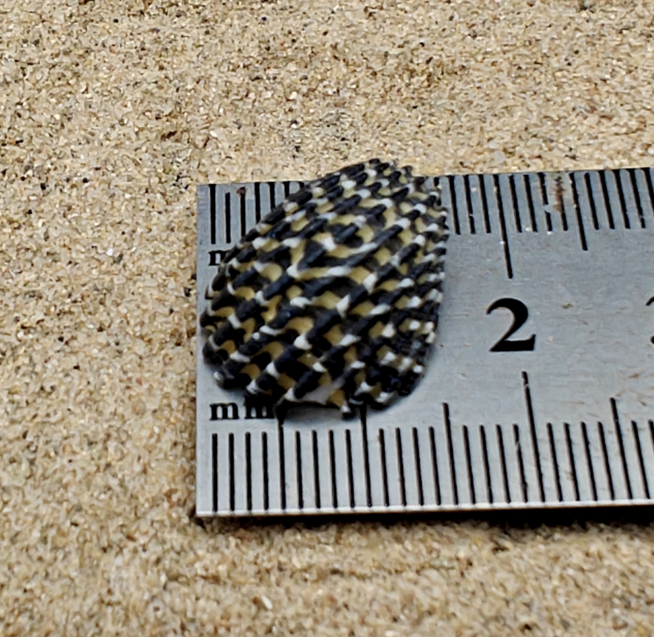 Nerita Exuvia Shell (Very Small)