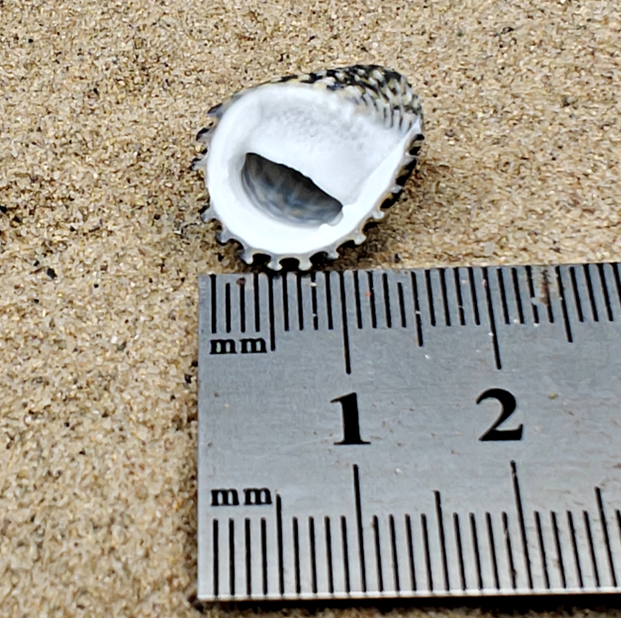 Nerita Exuvia Shell (Very Small)