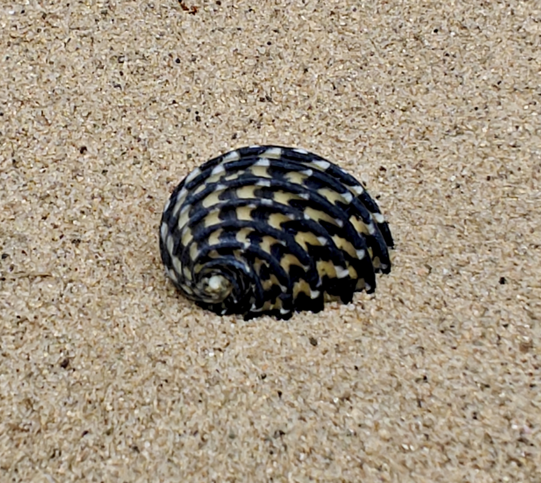 Nerita Exuvia Shell (Small)
