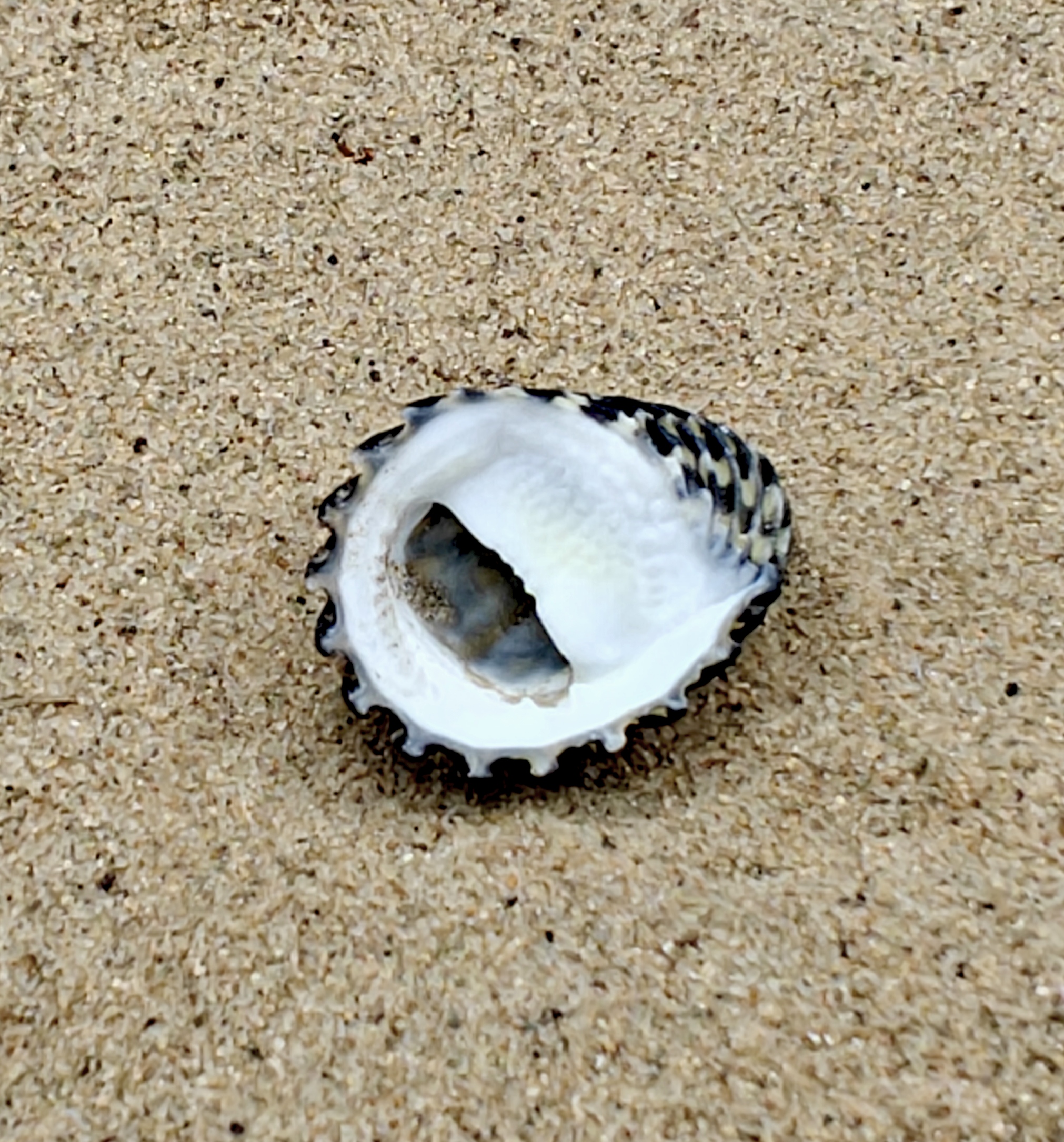 Nerita Exuvia Shell (Small)