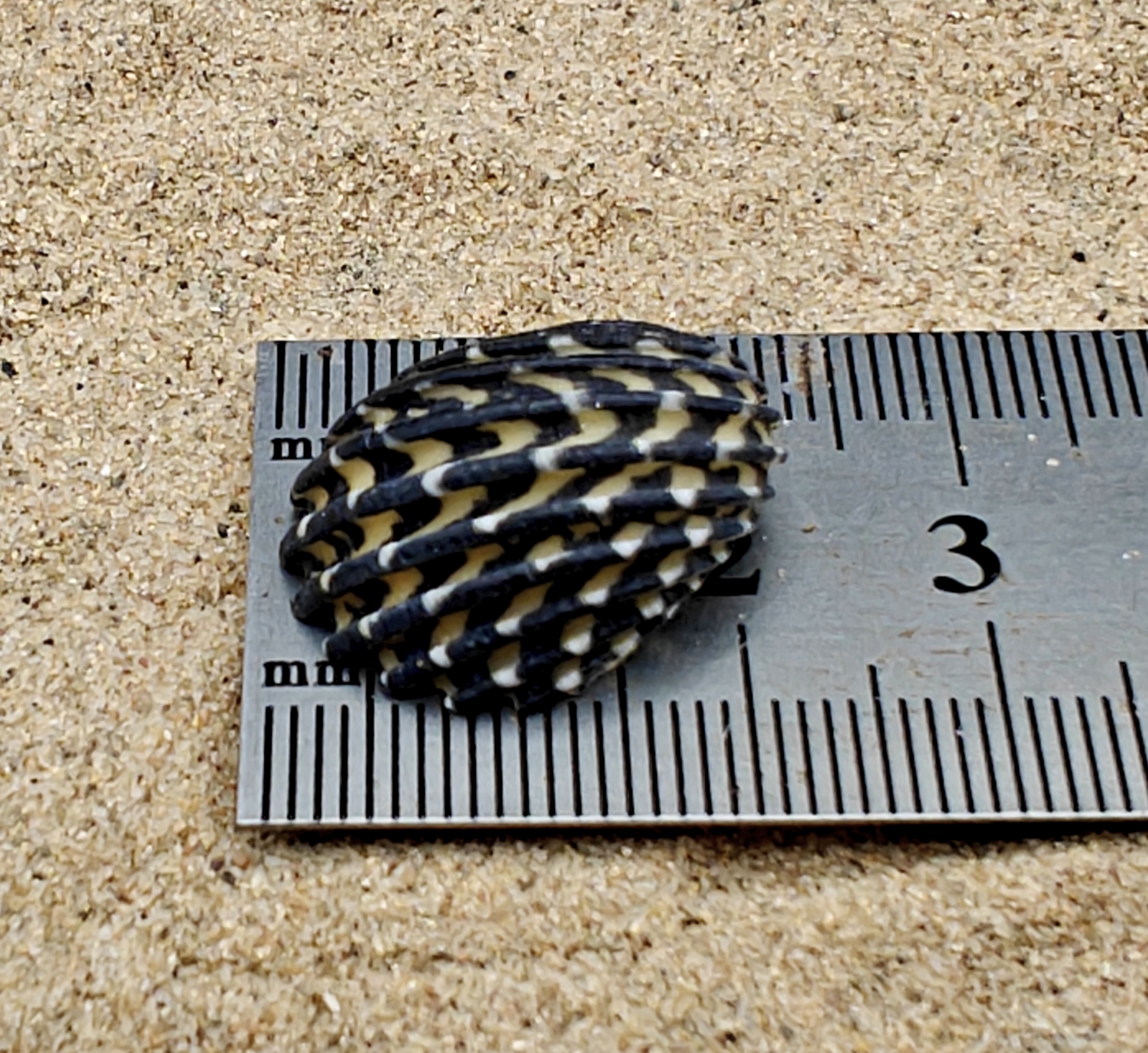 Nerita Exuvia Shell (Small)