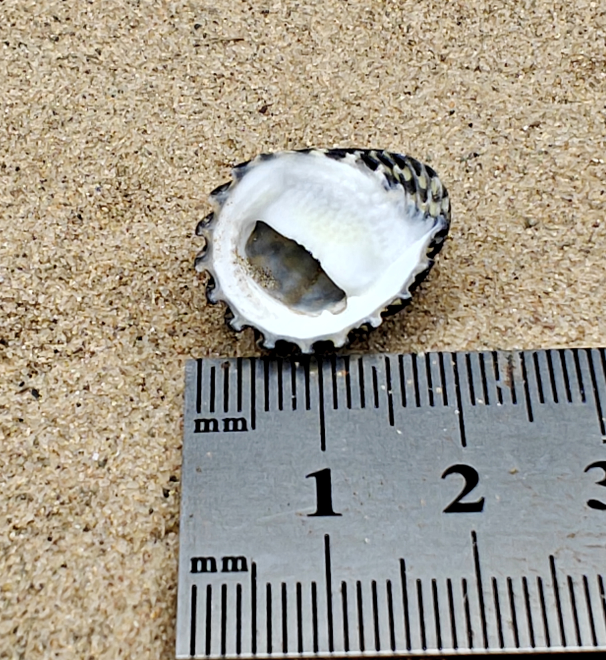 Nerita Exuvia Shell (Small)
