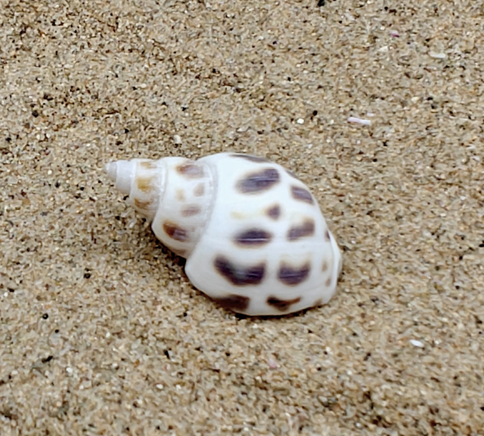 Babylon Shell (Very Small)