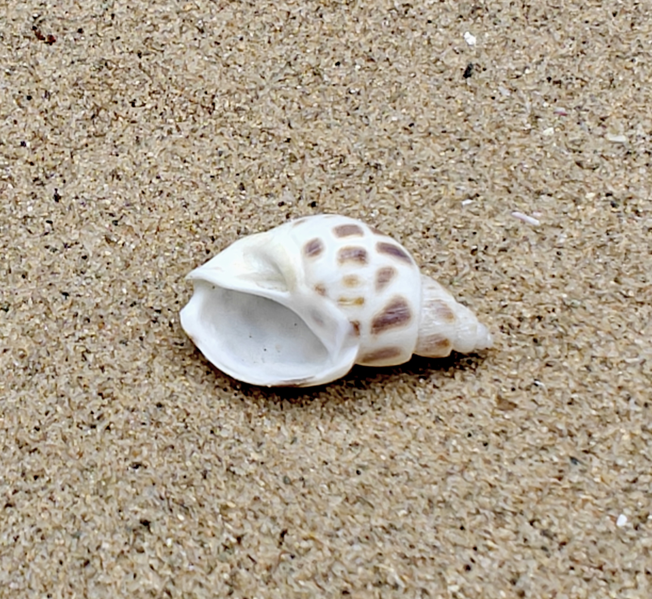 Babylon Shell (Very Small)